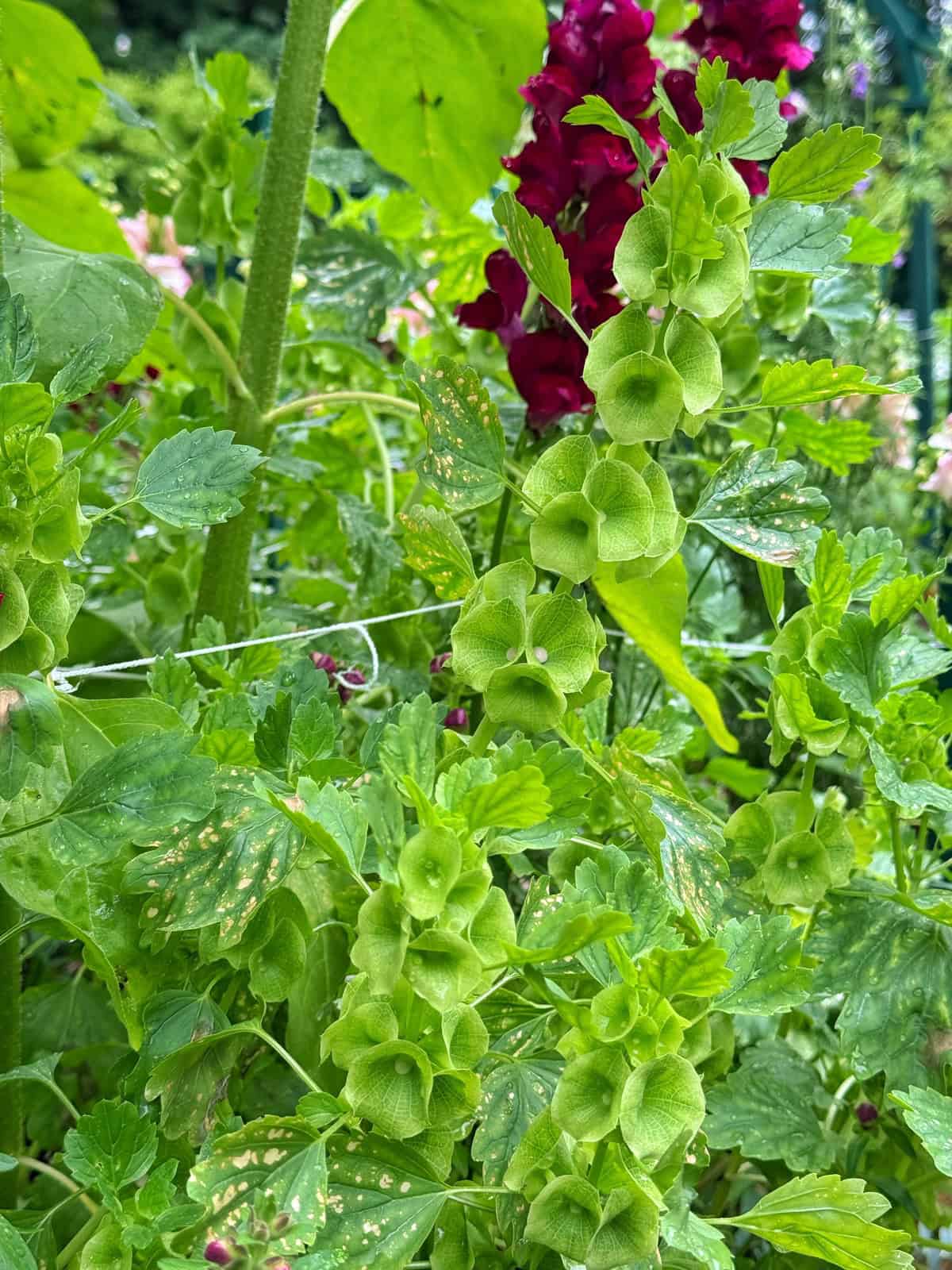 Green Bells of Ireland plants with tall spikes of bell-shaped calyxes and serrated leaves grow among other foliage, with dark red flowers visible in the background.
