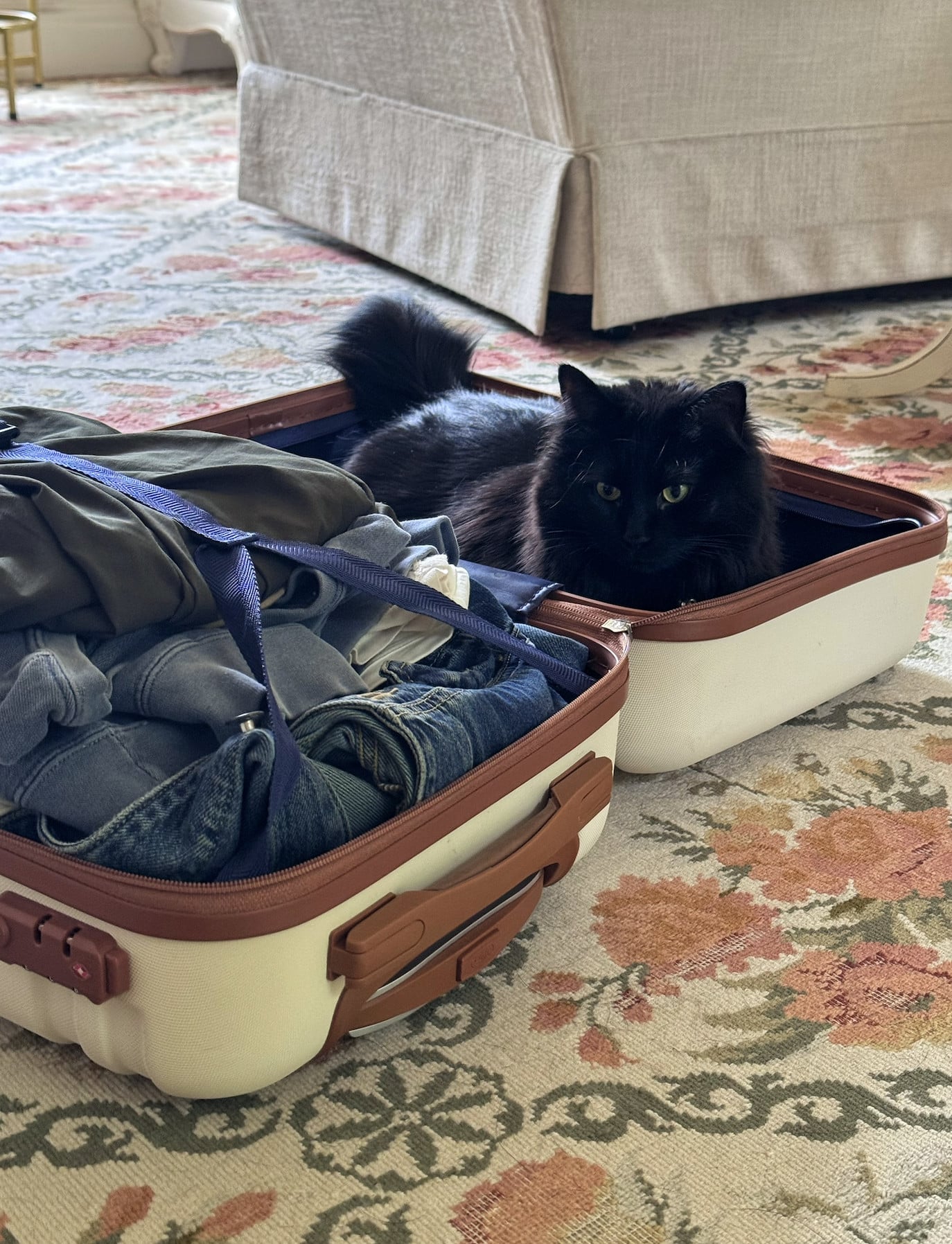A black cat sits inside an open suitcase on a floral carpet, next to neatly folded clothes. A beige armchair is visible in the background.