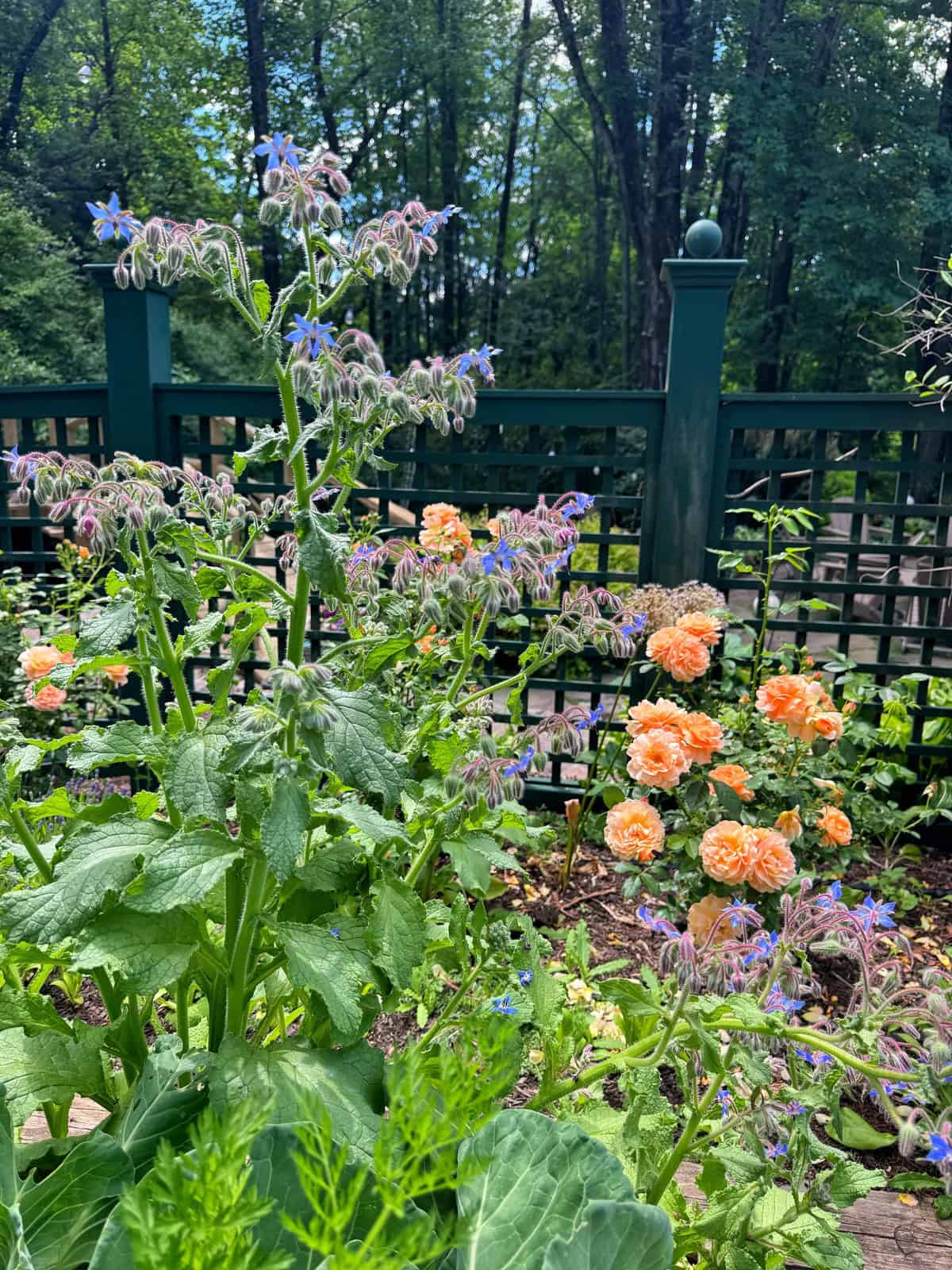 A lush garden with tall borage plants with blue flowers in the foreground and blooming clusters of orange roses in the background, set against a dark green fence and surrounded by trees.
