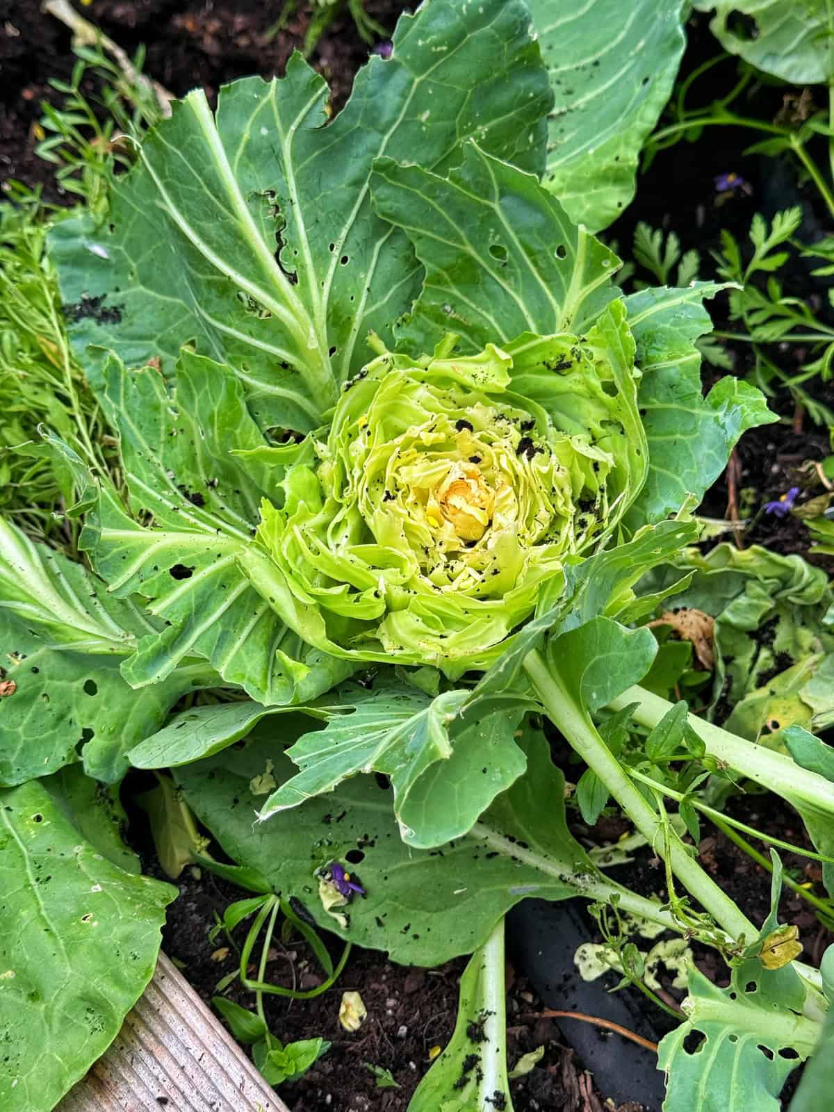 A partially eaten cabbage plant grows in soil, surrounded by green leaves and scattered plant debris. The leaves show holes and damage, likely from pests.