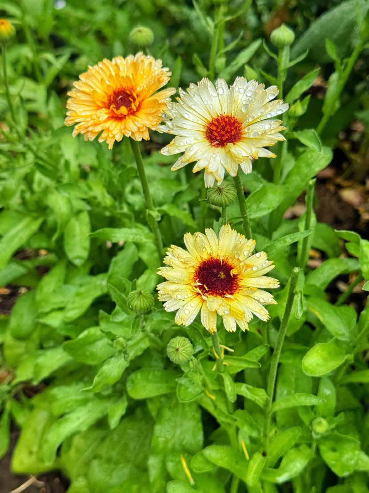 Three yellow-orange flowers with red centers and water droplets on their petals are blooming among lush green leaves in a garden.
