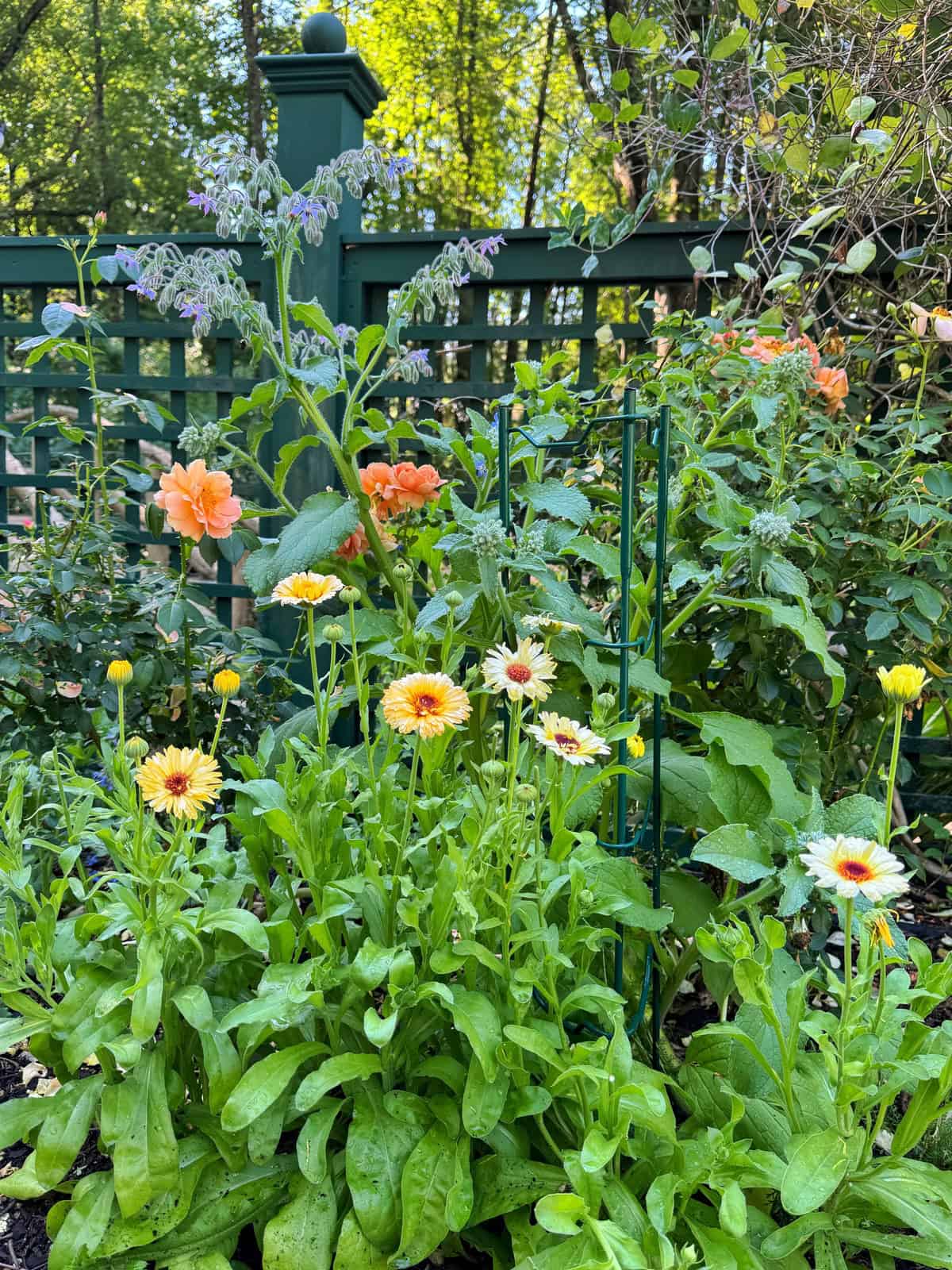 A vibrant garden with yellow and orange flowers, lush green foliage, and a green lattice fence in the background under sunlight.