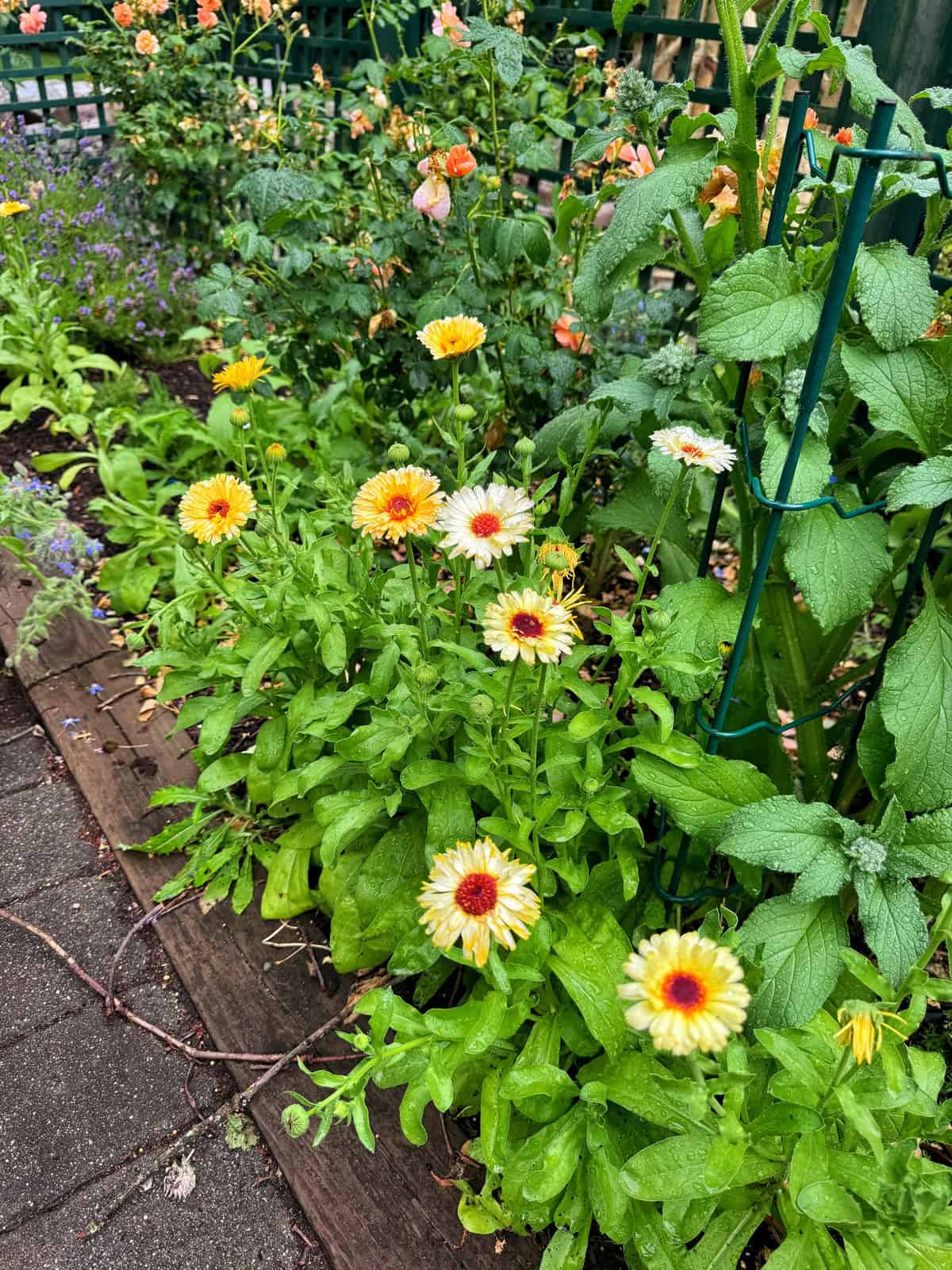 A vibrant garden bed with clusters of yellow and orange flowers, green foliage, and a wooden border. Some flowers are fenced by green wire, and a paved path runs alongside the plants.