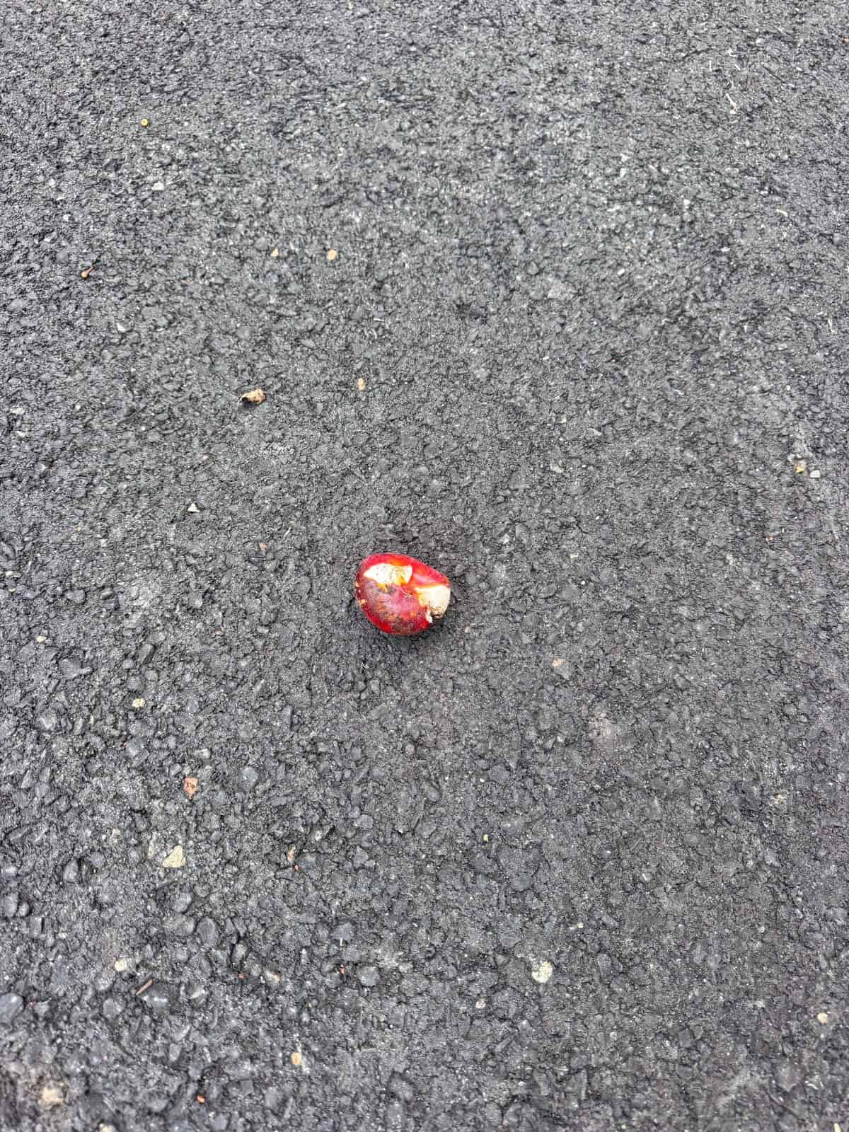 A partially eaten red apple lies on rough, dark gray asphalt, surrounded by small stones and debris.