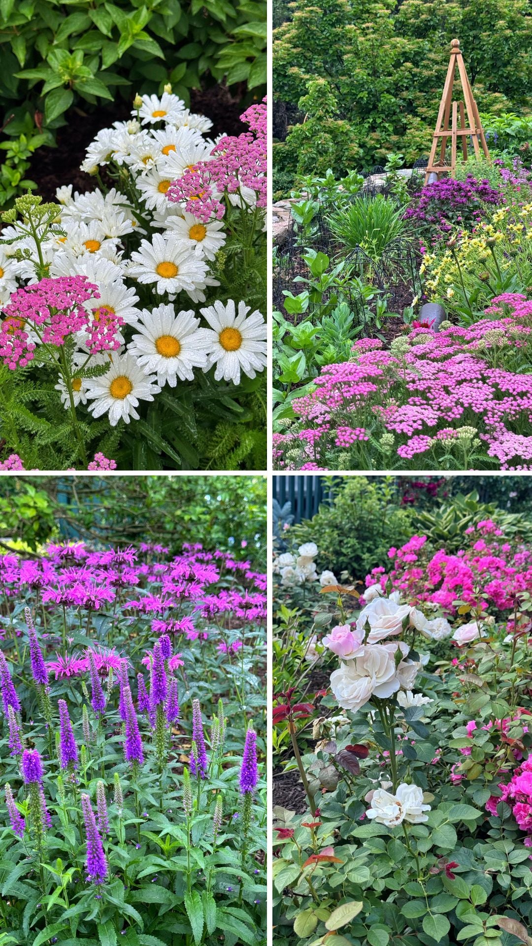A collage of four garden scenes shows vibrant flowers: white daisies with pink yarrow, a garden bed with a wooden trellis, clusters of purple and pink blooms, and creamy white roses surrounded by pink roses.