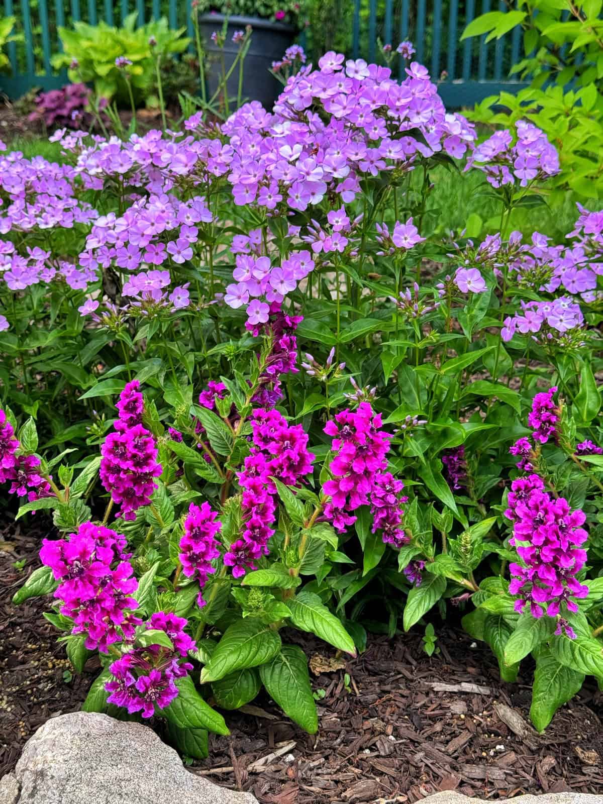 A garden scene with clusters of light purple and bright magenta flowers blooming among green foliage, with mulch and rocks visible in the foreground.