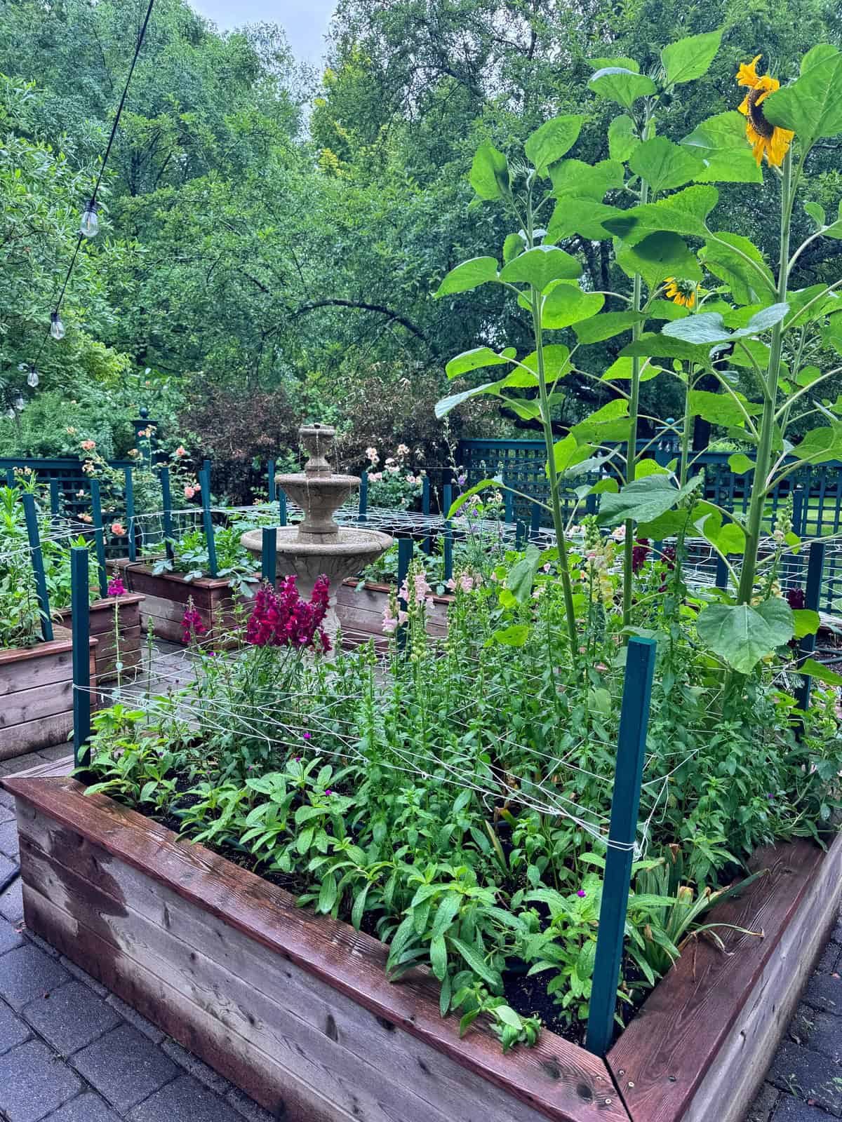 A raised garden bed filled with various green plants and tall sunflowers, surrounded by a paved path. In the background, there’s a stone fountain and lush trees, with string lights hanging above.