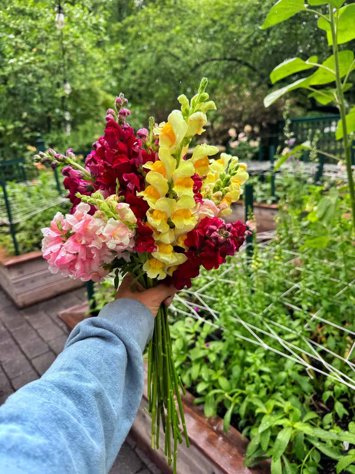 A hand holds a bouquet of colorful snapdragon flowers&mdash;pink, red, and yellow&mdash;standing in a garden with raised beds full of green plants on a cloudy day.