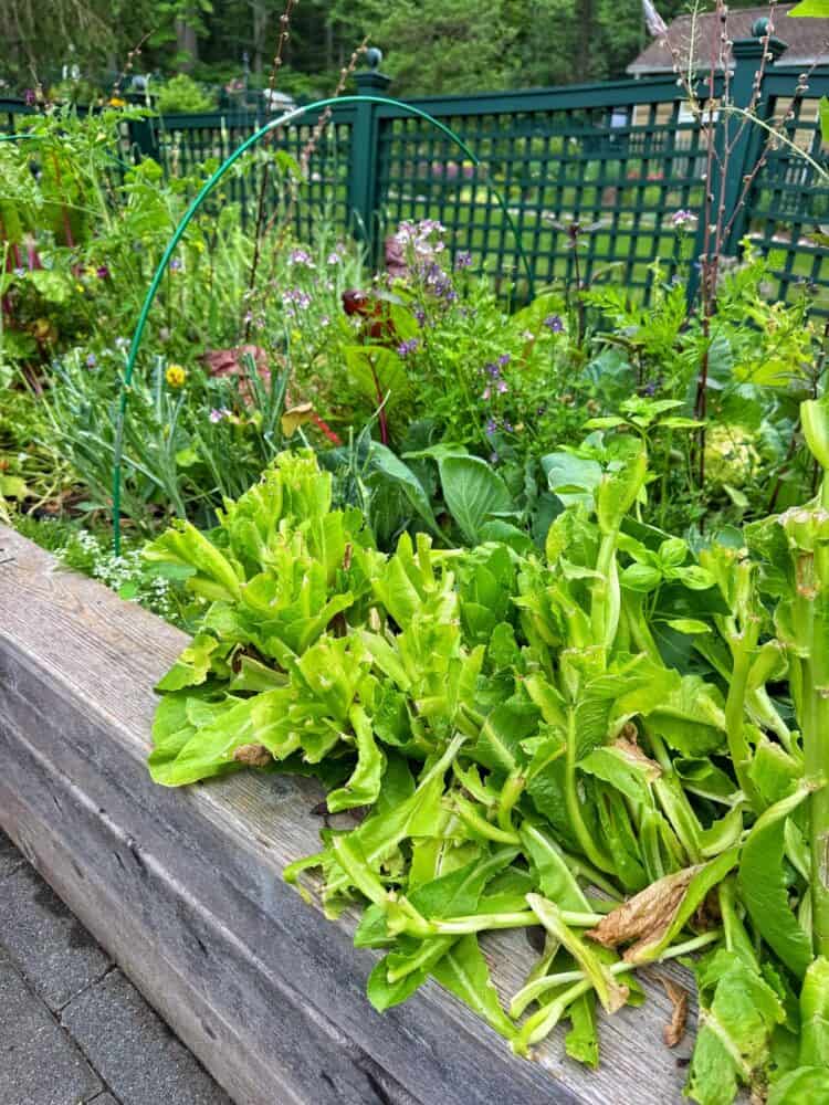 A pile of freshly harvested leafy greens rests on the edge of a raised wooden garden bed, with lush green plants and a trellis fence visible in the background.