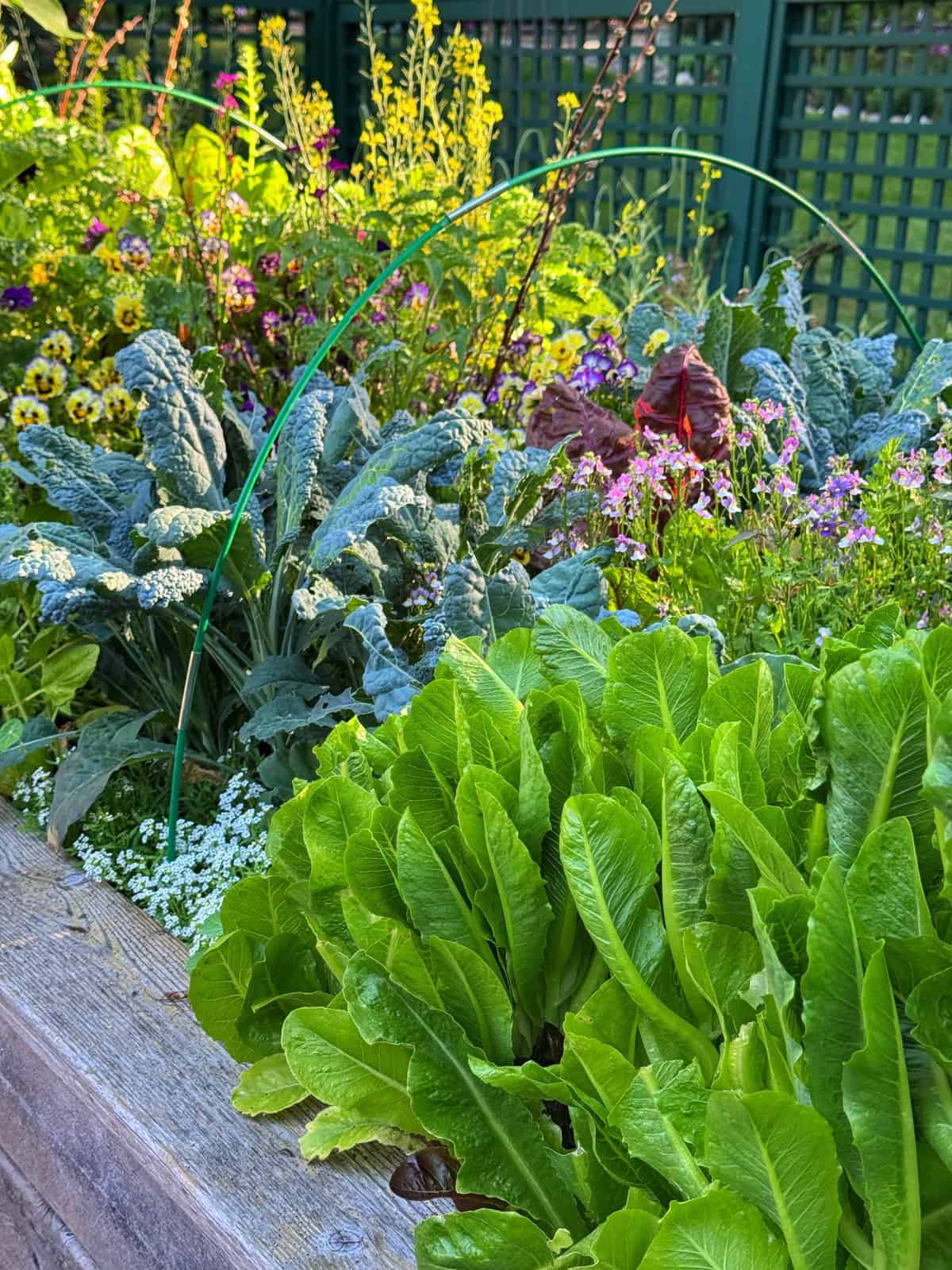Raised wooden garden bed filled with lush green lettuce, kale, and various leafy vegetables and flowers, with a green support hoop and a trellis fence in the background.