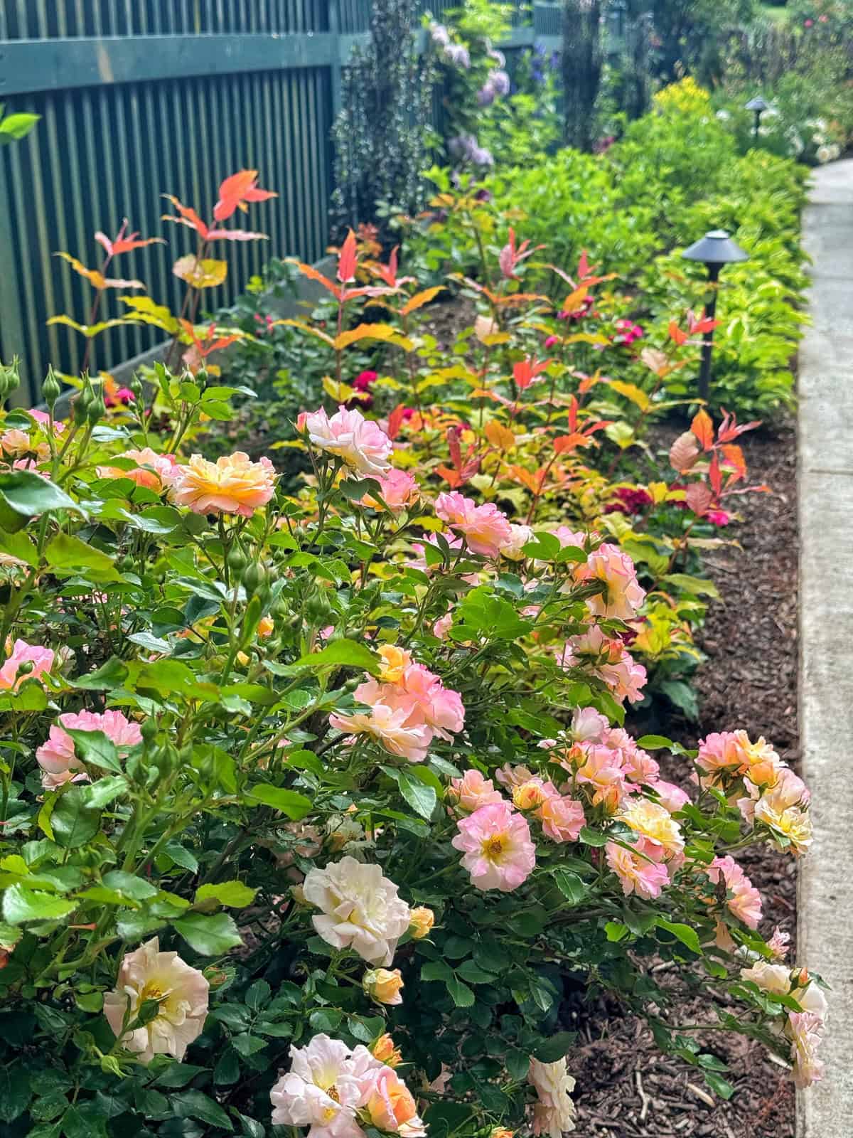 A colorful garden bed with blooming light pink and peach roses, green foliage, and a pathway on the right side. A dark fence and garden lights run along the left side of the path.