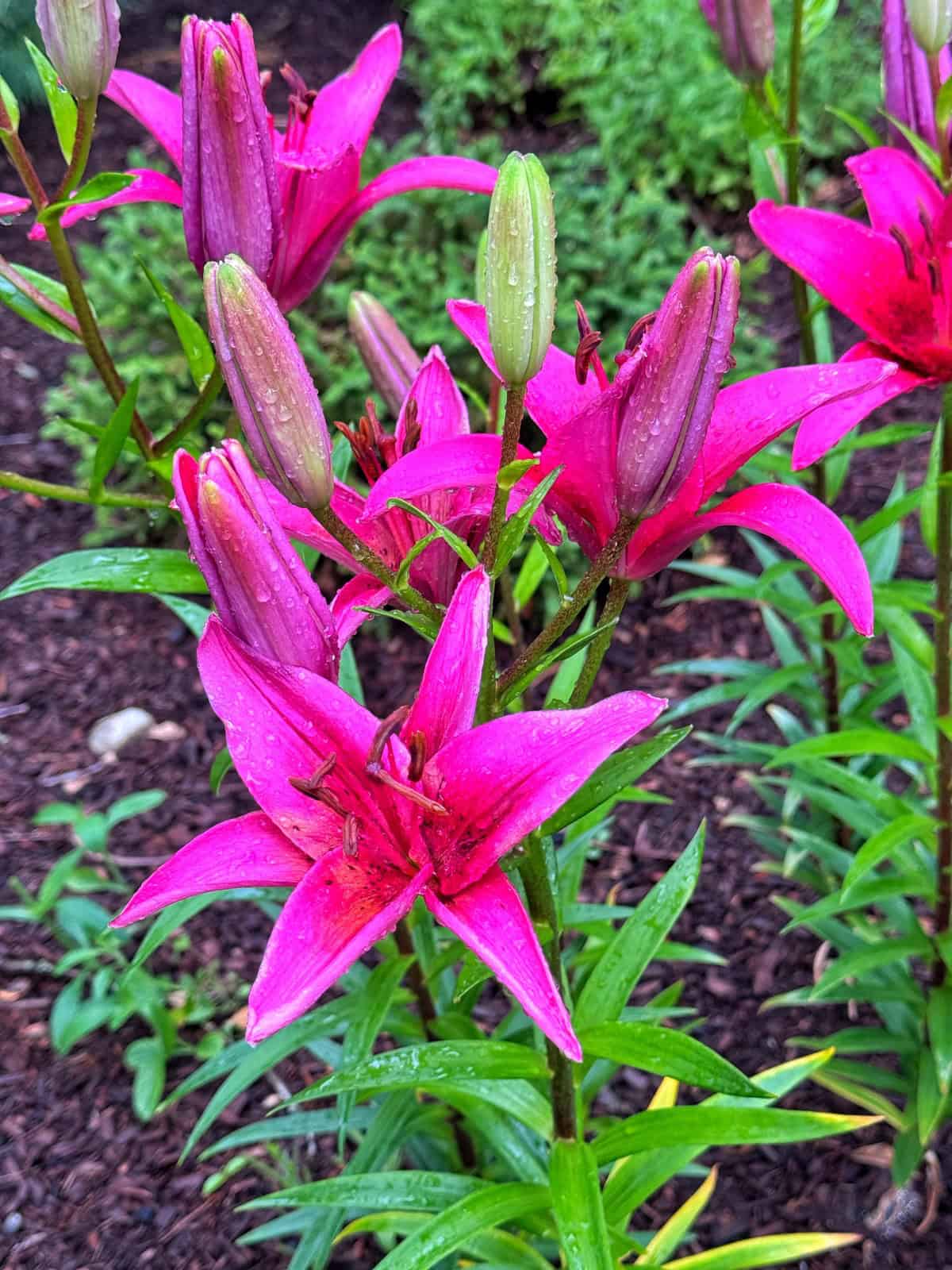 Bright pink lilies in bloom with raindrops on their petals and buds, surrounded by green foliage and brown mulch in a garden setting.