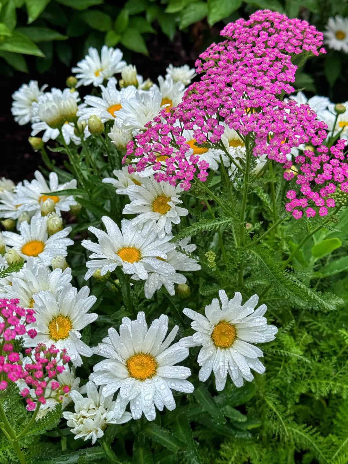 White daisies with yellow centers and vibrant clusters of small pink flowers are covered in water droplets, surrounded by green leaves in a garden setting.