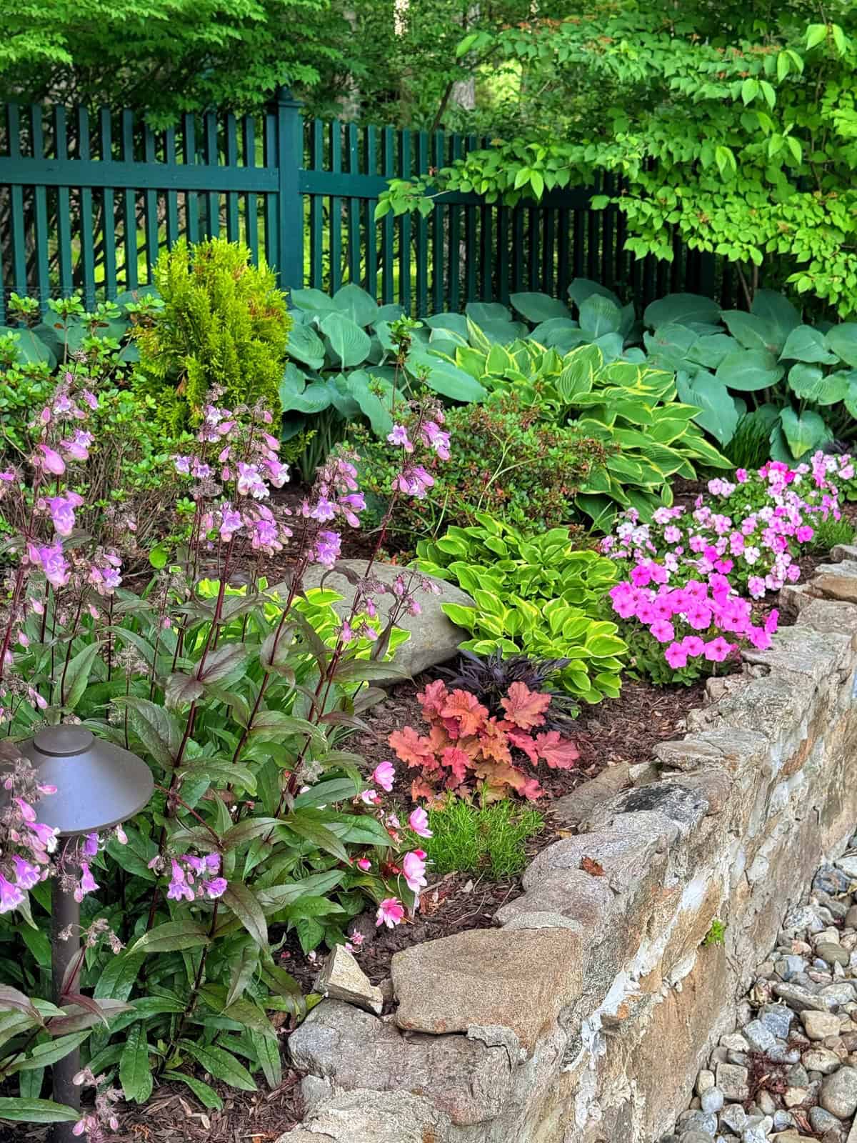 A vibrant garden bed with pink and purple flowers, green hostas, and leafy plants bordered by a stone wall and a dark green fence, with a small garden light in the foreground.