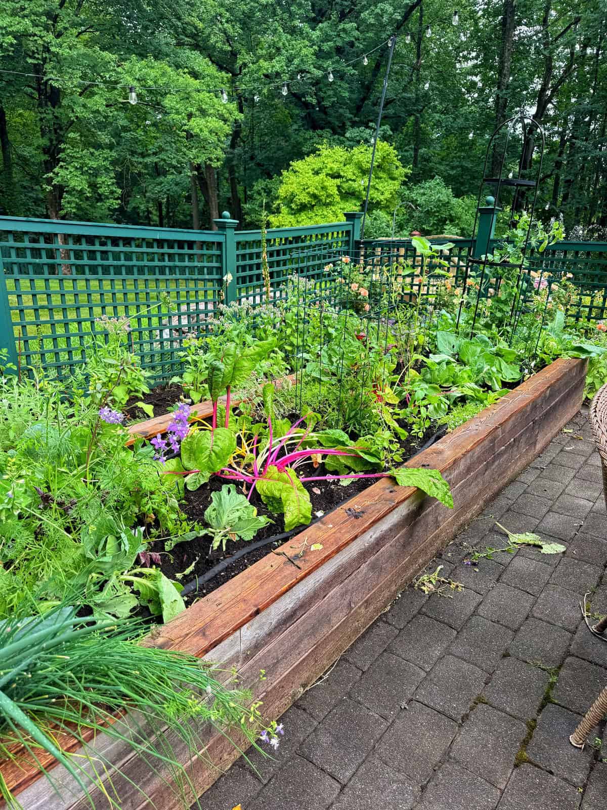 A raised wooden garden bed filled with leafy vegetables and colorful chard sits on a stone patio, surrounded by a green fence and lush, leafy trees in the background.
