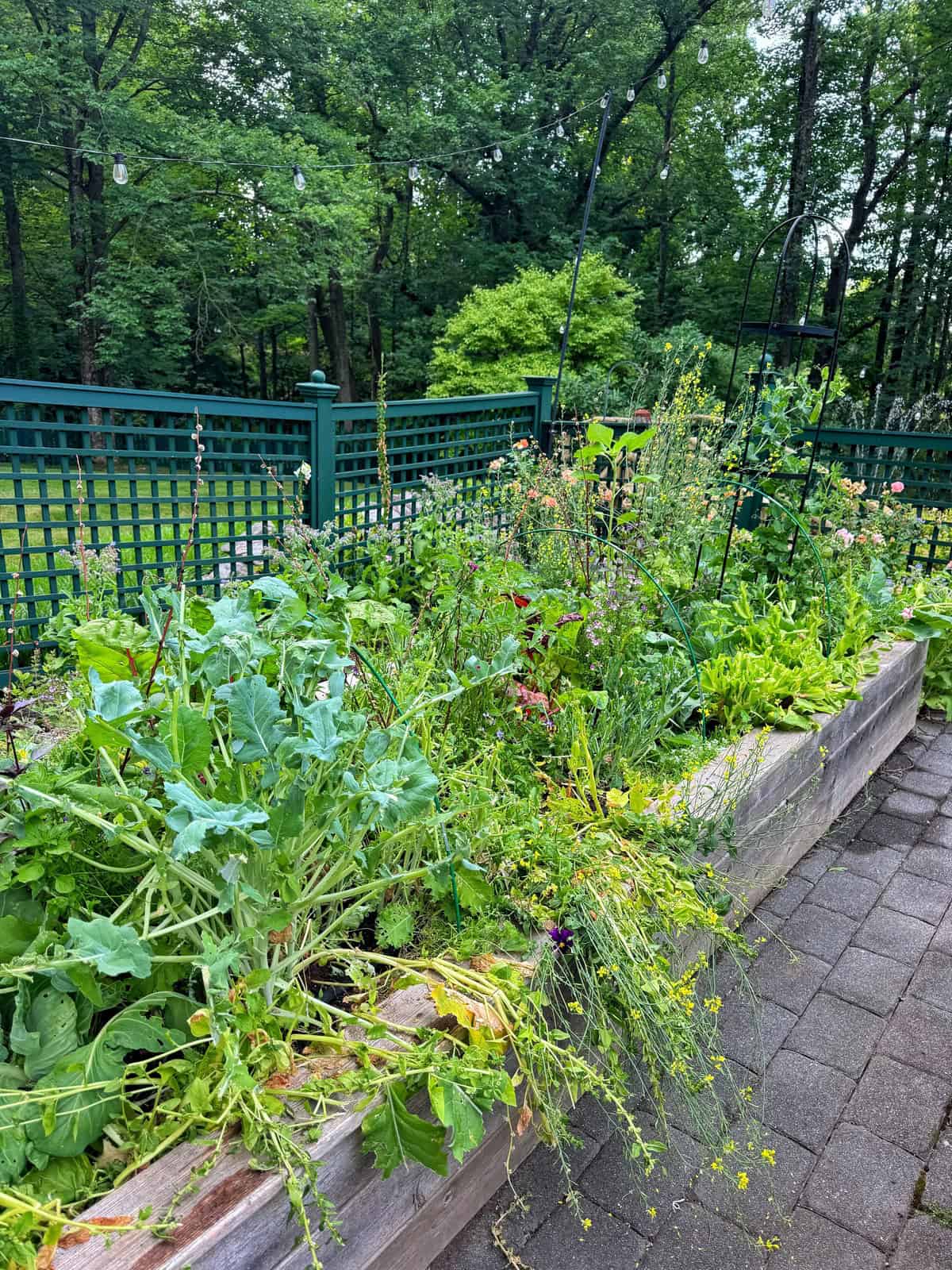 A lush, overgrown raised garden bed filled with various green vegetables and flowers sits on a stone patio, with a green trellis fence and dense trees in the background.