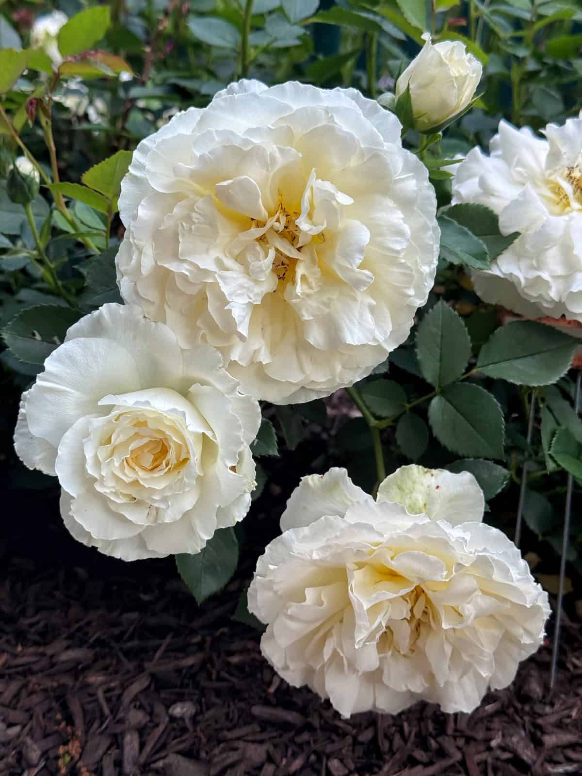 Three large white roses with ruffled petals bloom amidst green leaves, with dark mulch on the ground below. One rosebud is visible in the background, suggesting more blooms to come.