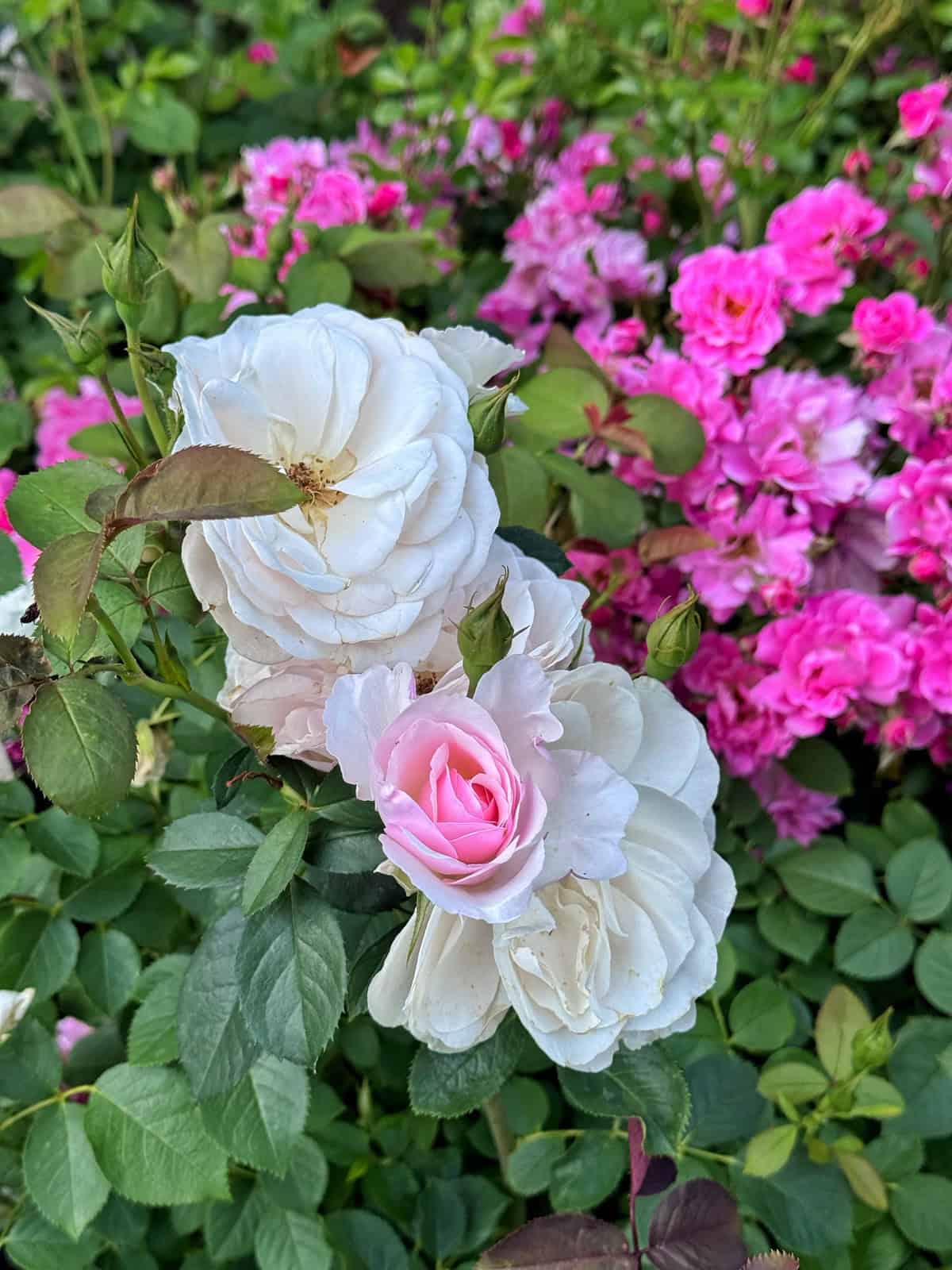White roses with hints of pink in the center bloom in the foreground, surrounded by lush green leaves and bright pink flowers in the background.