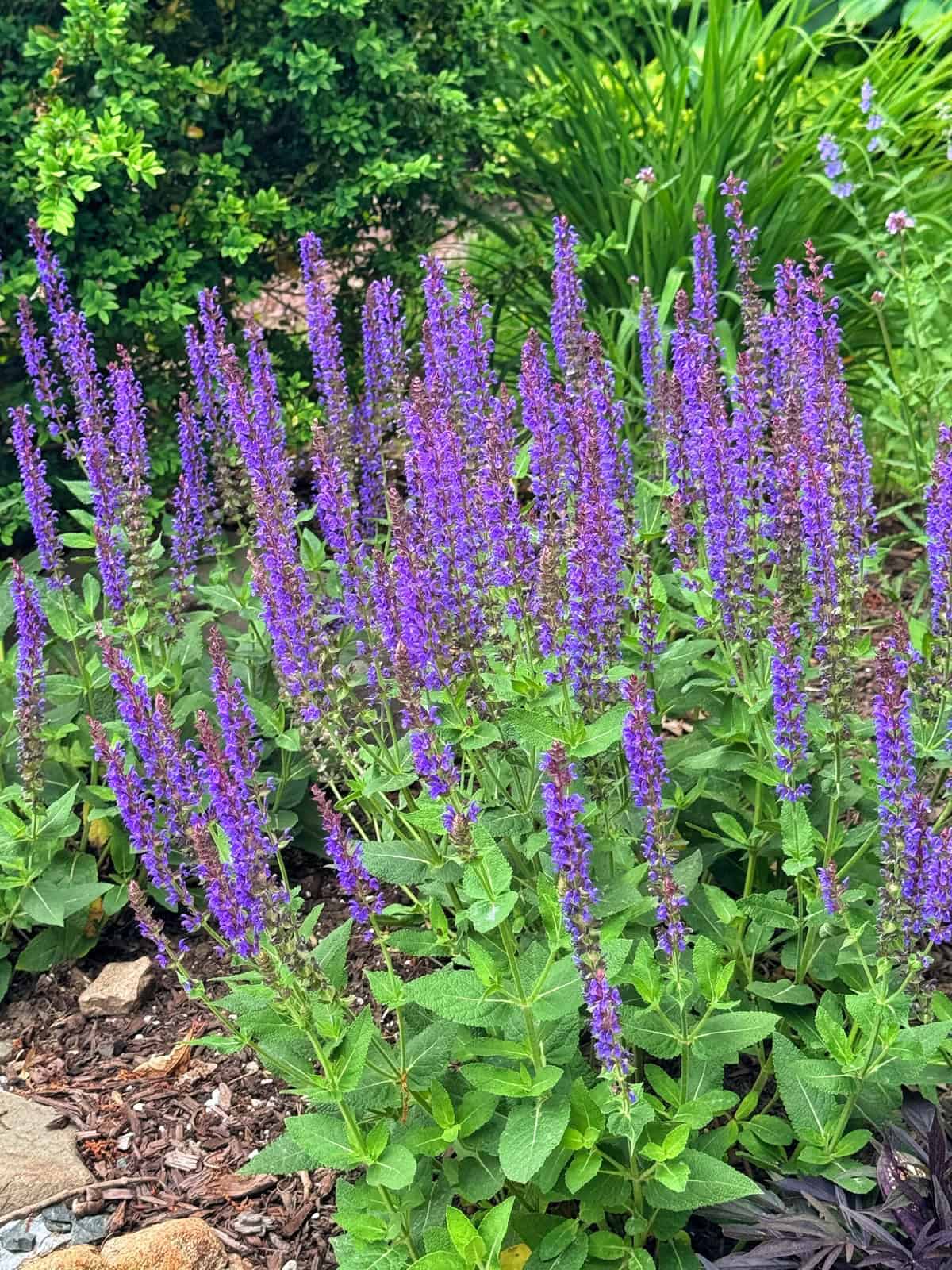 Tall spikes of purple salvia flowers with green leaves grow in a garden bed surrounded by mulch and lush greenery in the background.