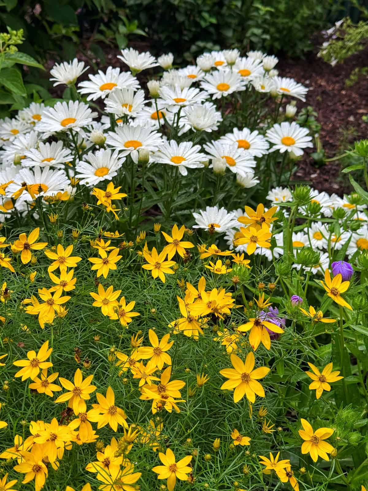 A vibrant garden with clusters of white daisies in the background and bright yellow coreopsis flowers in the foreground, with green foliage and a few purple flowers scattered among them.