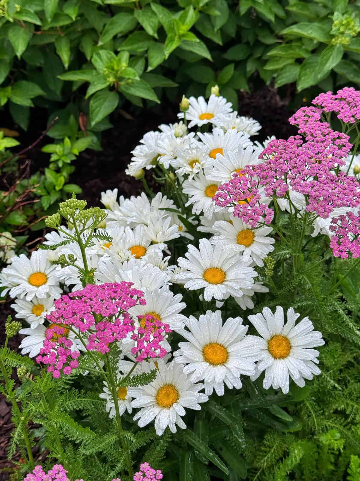 Clusters of white shasta daisies with yellow centers and pink yarrow flowers, covered in water droplets, growing in a lush green garden with leafy plants in the background.
