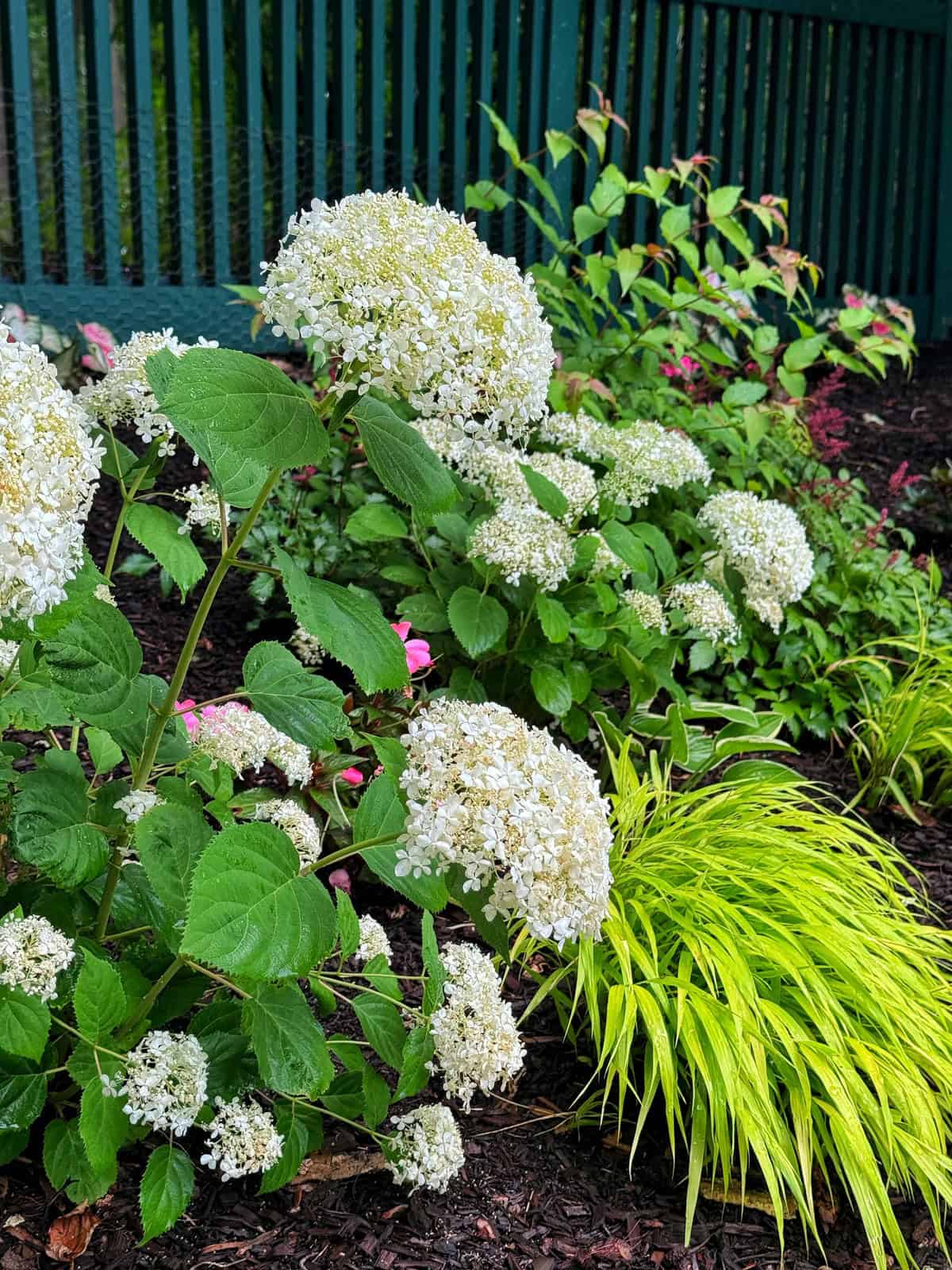 White incrediball storm proof hydrangea flowers and bright green hakone grass grow in a mulched garden bed, with a dark green fence in the background and other small plants visible.