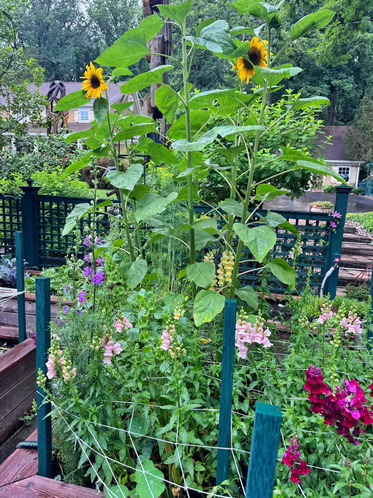 Tall sunflowers and colorful snapdragons bloom in a raised garden bed, surrounded by a green trellis and wooden posts, with trees and houses visible in the background.