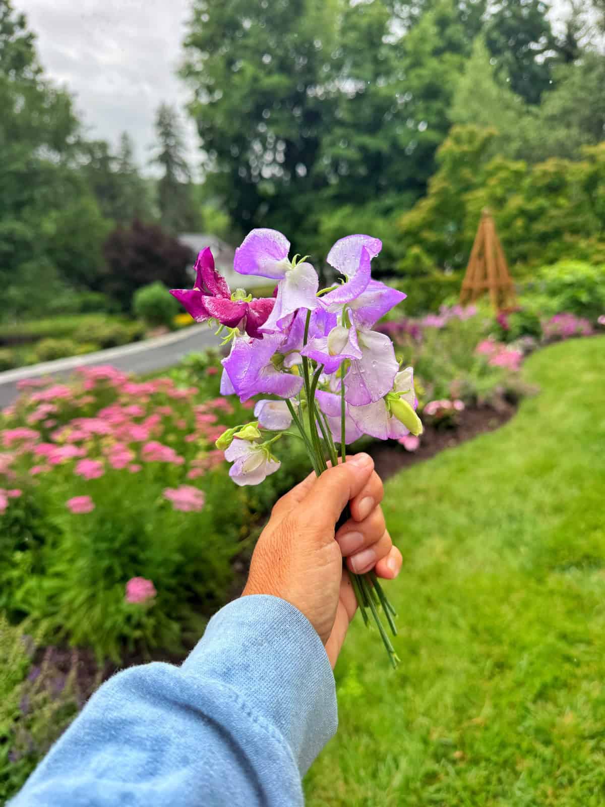 A hand in a blue sleeve holds a small bouquet of purple and pink sweet pea flowers in a lush garden with blooming flowerbeds and green grass, trees, and a road in the background.