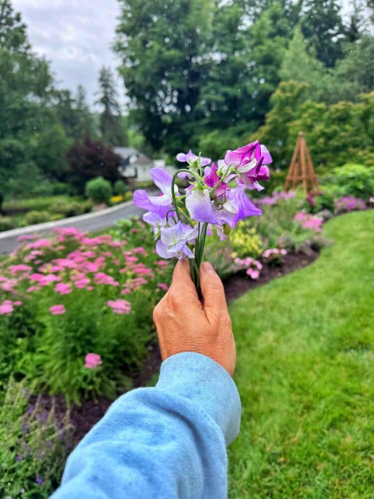A hand in a blue sleeve holds a small bouquet of purple and lavender flowers, with a garden of pink and green plants, grass, and trees in the background near a road.