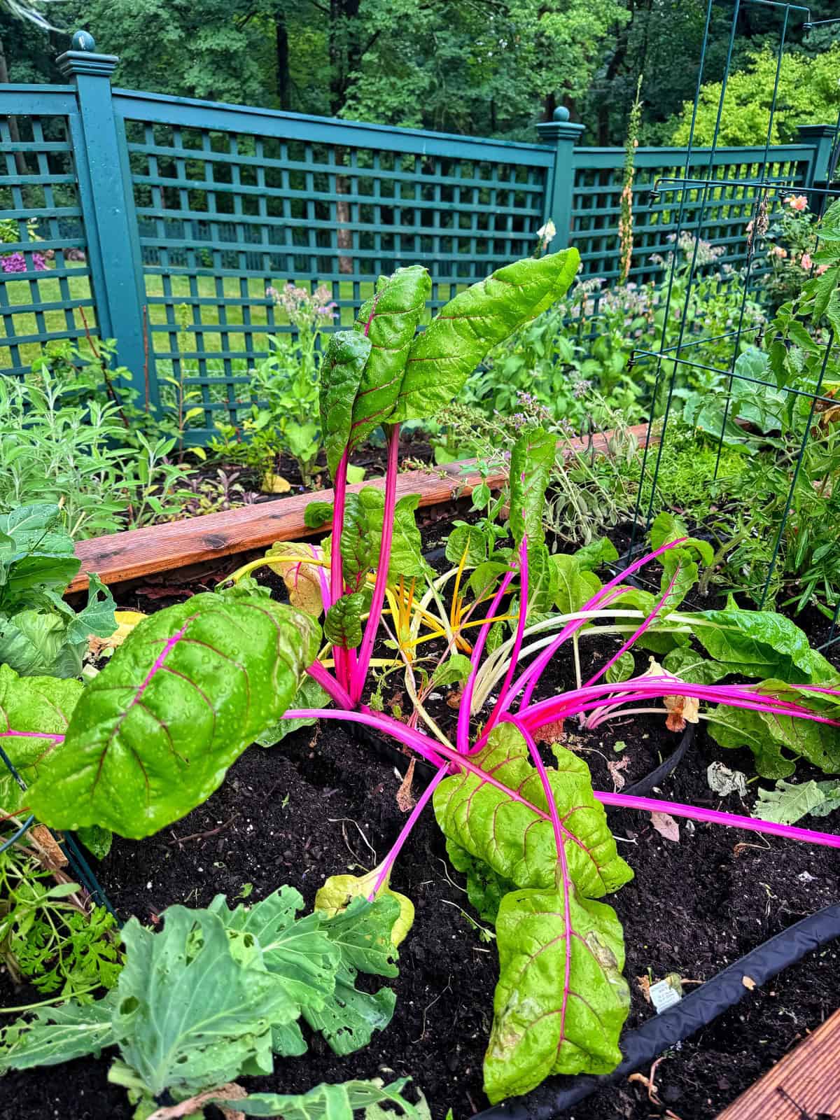 Bright Swiss chard with vivid pink stems and green leaves grows in a raised garden bed surrounded by lush greenery, near a lattice fence in a backyard garden.