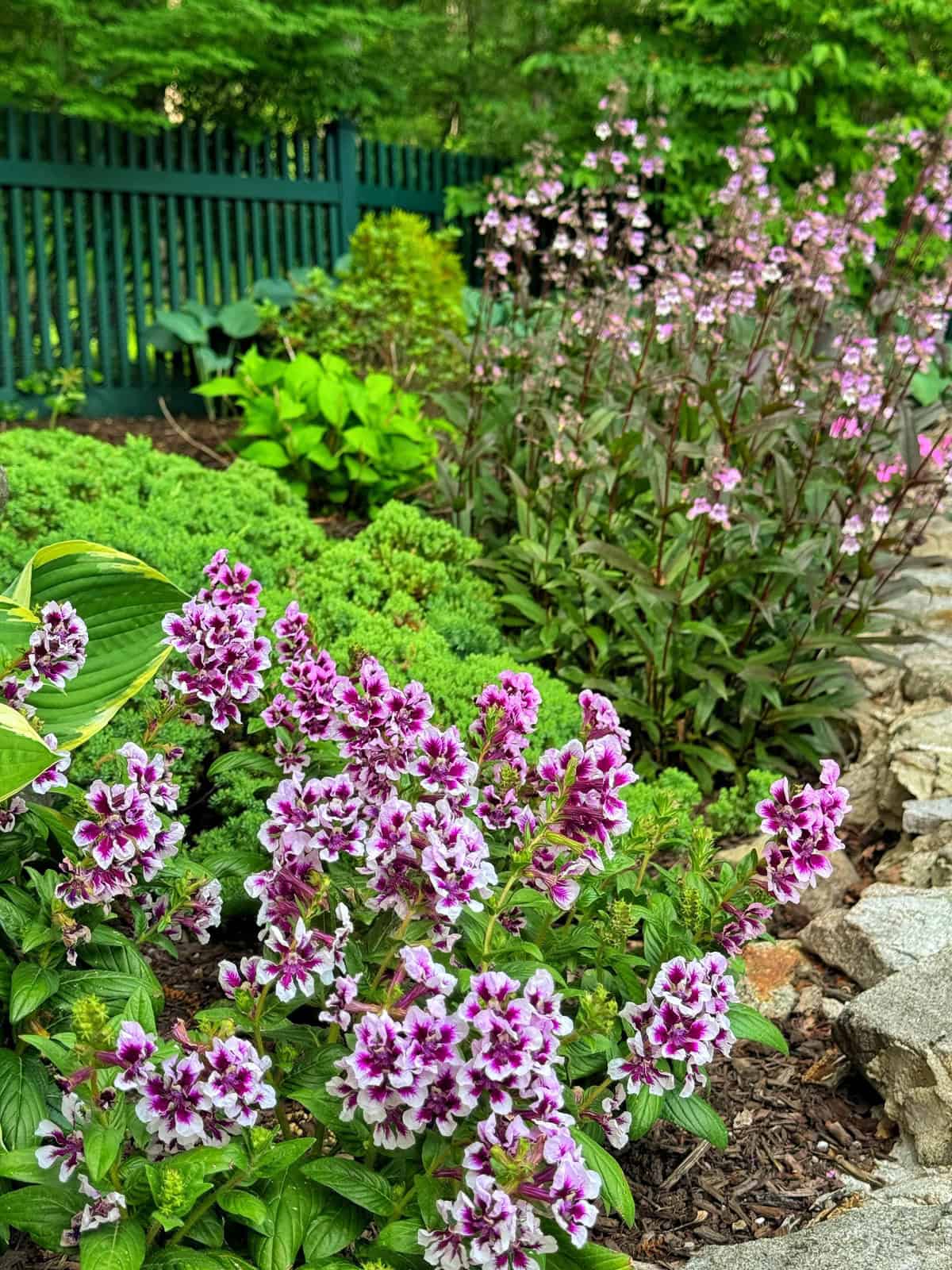 A vibrant garden bed with clusters of purple and white flowers, lush green foliage, a dark green fence in the background, and a rocky pathway on the right. The scene is bright and colorful.