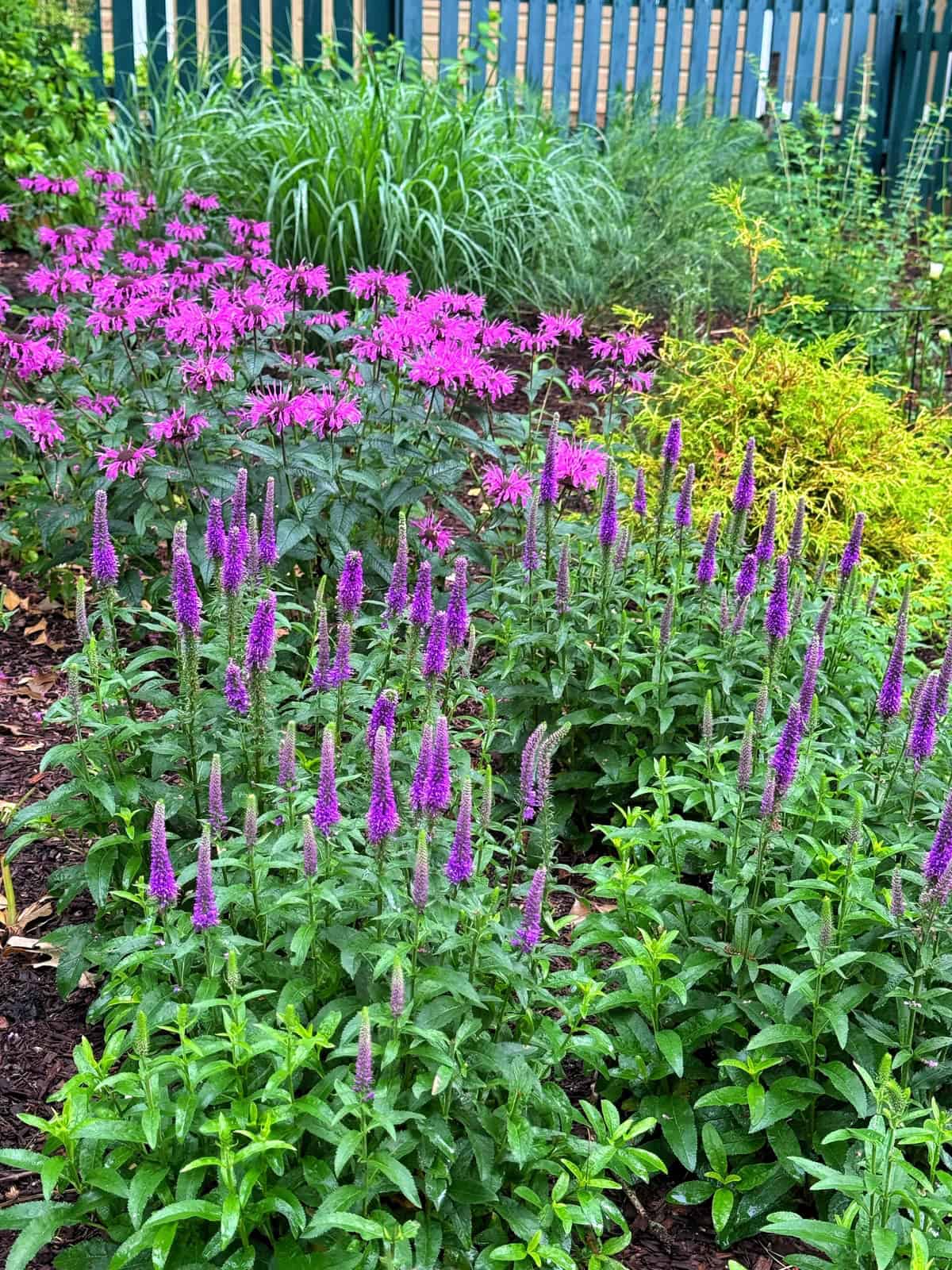A colorful garden bed featuring clusters of tall purple flowers in the foreground and pink flowers behind them, surrounded by lush green foliage and bordered by a dark picket fence in the background.
