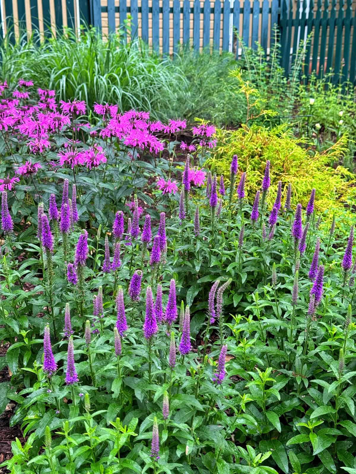 A vibrant garden features tall purple and pink flowers with lush green foliage, bordered by a dark green picket fence in the background.