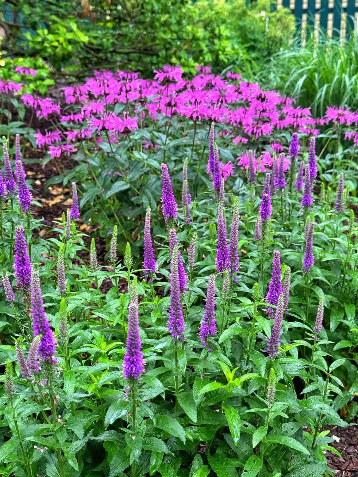 A garden with clusters of tall, purple Veronica flowers in the foreground and bright magenta Bee Balm flowers in the background, surrounded by lush green foliage.