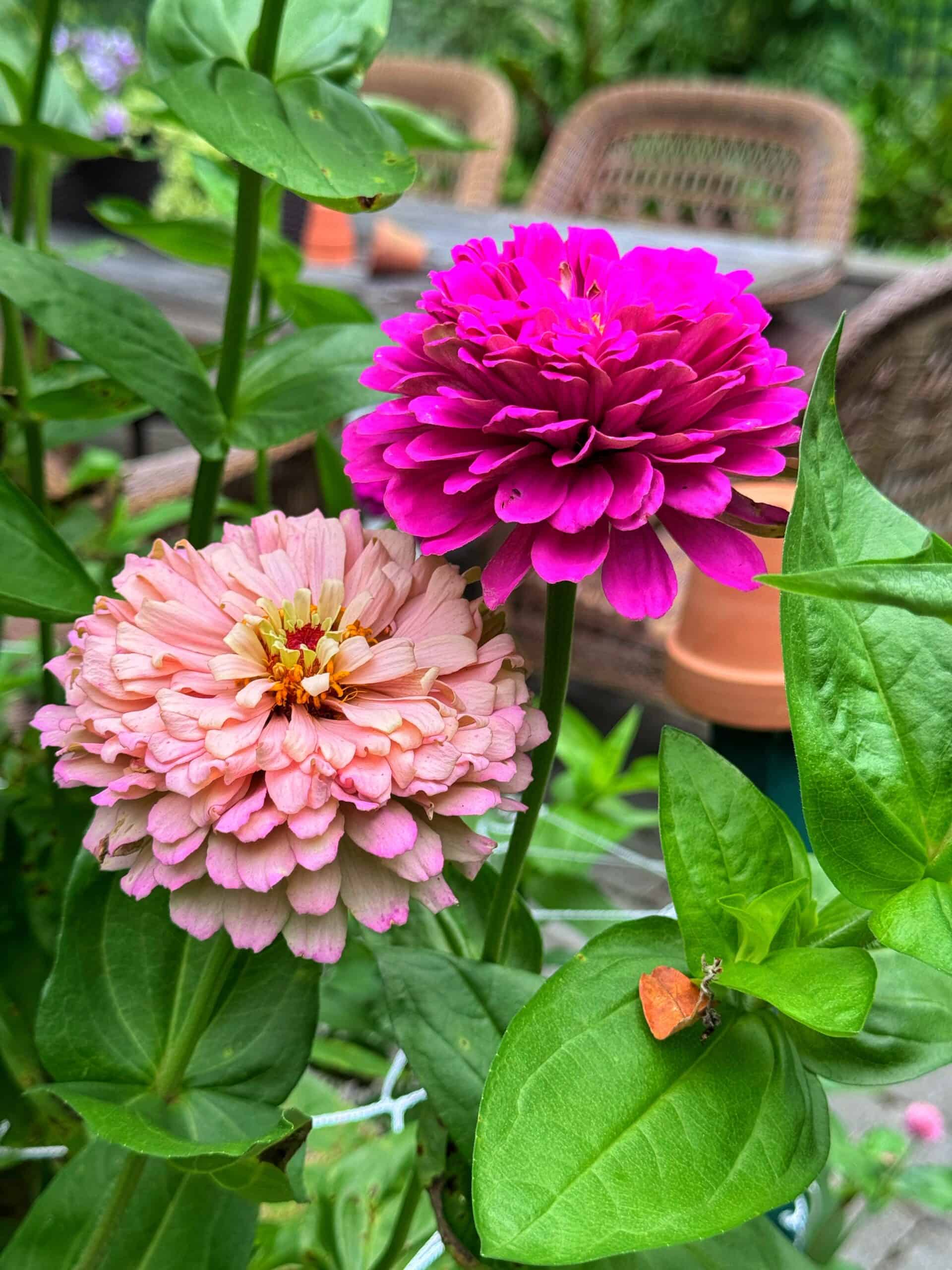 Two zinnia flowers, one light pink and one bright magenta, bloom among green leaves. In the foreground on a leaf is a small orange insect. Blurred wicker chairs and pots are visible in the background.
