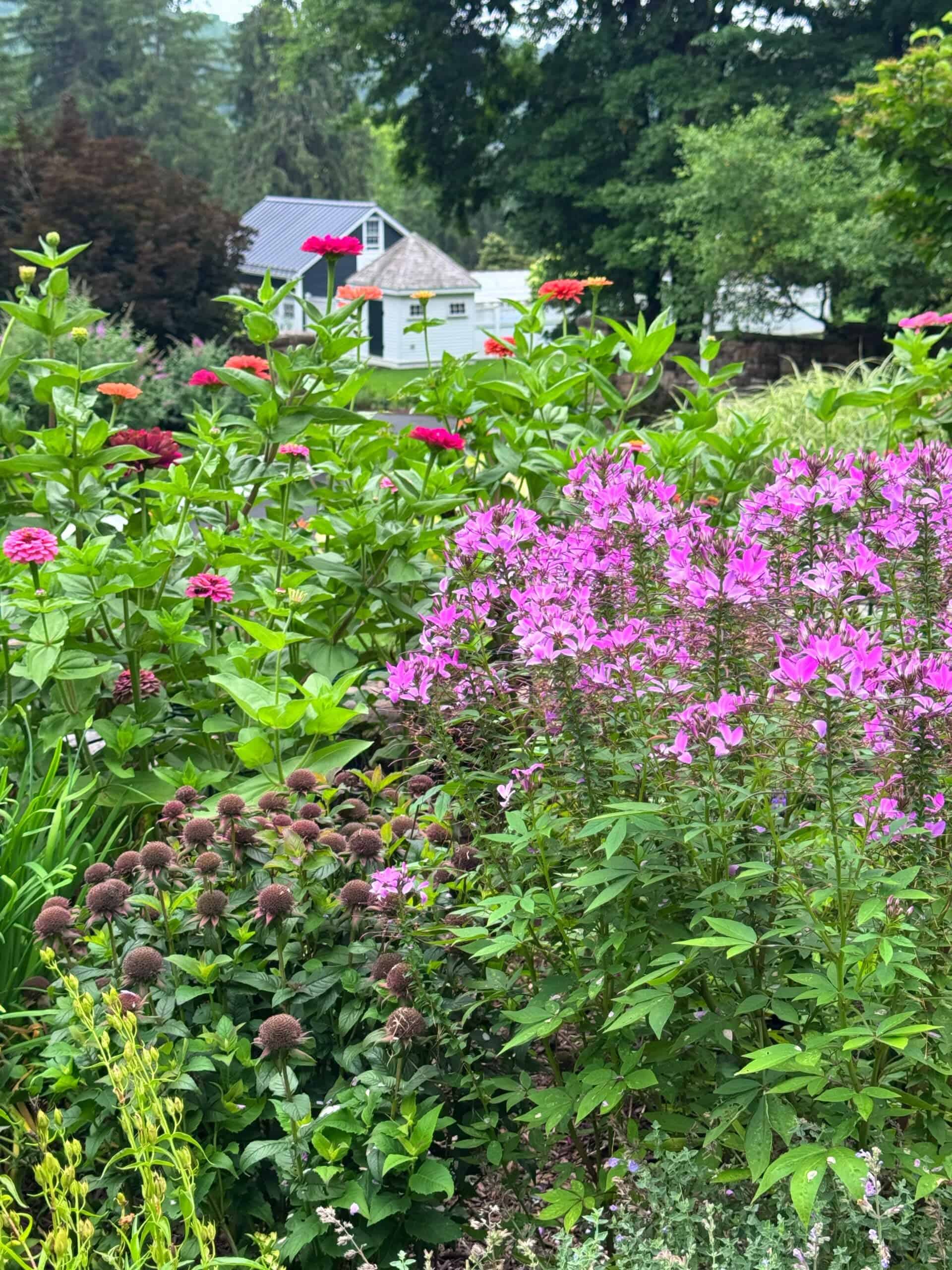 A colorful garden with pink and red flowers, green foliage, and seed heads, with a small white house and trees in the background.