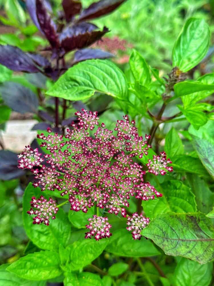 A cluster of small pink and white flowers blooms at the center, surrounded by lush green and dark purple leaves in a vibrant garden setting.