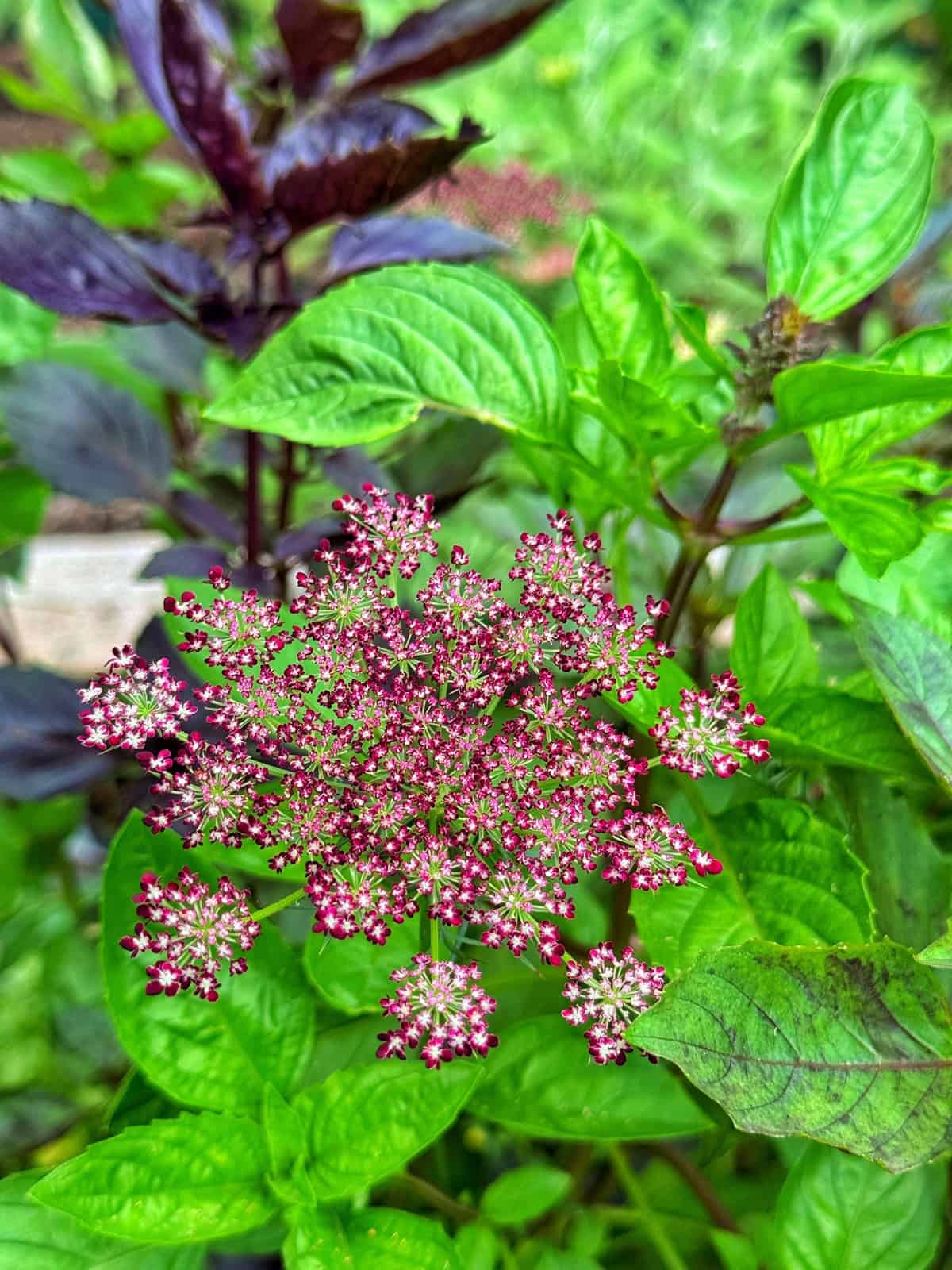 A cluster of small pink and white flowers blooms at the center, surrounded by lush green and dark purple leaves in a vibrant garden setting.