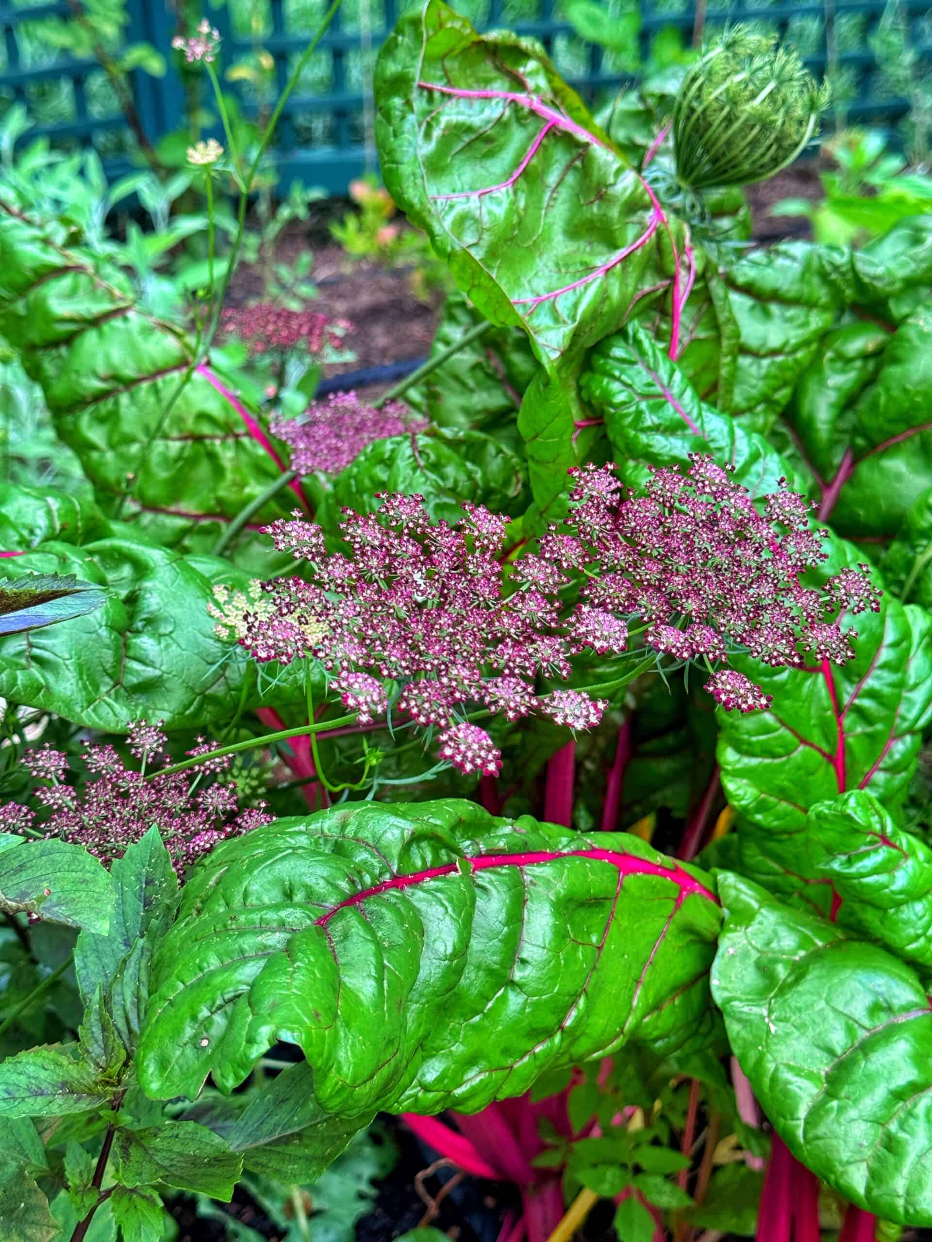 Bright green Swiss chard leaves with vivid red veins grow beside clusters of small, pinkish-purple flowers. A green bud is visible in the upper right. The background shows other blurred garden plants and a fence.