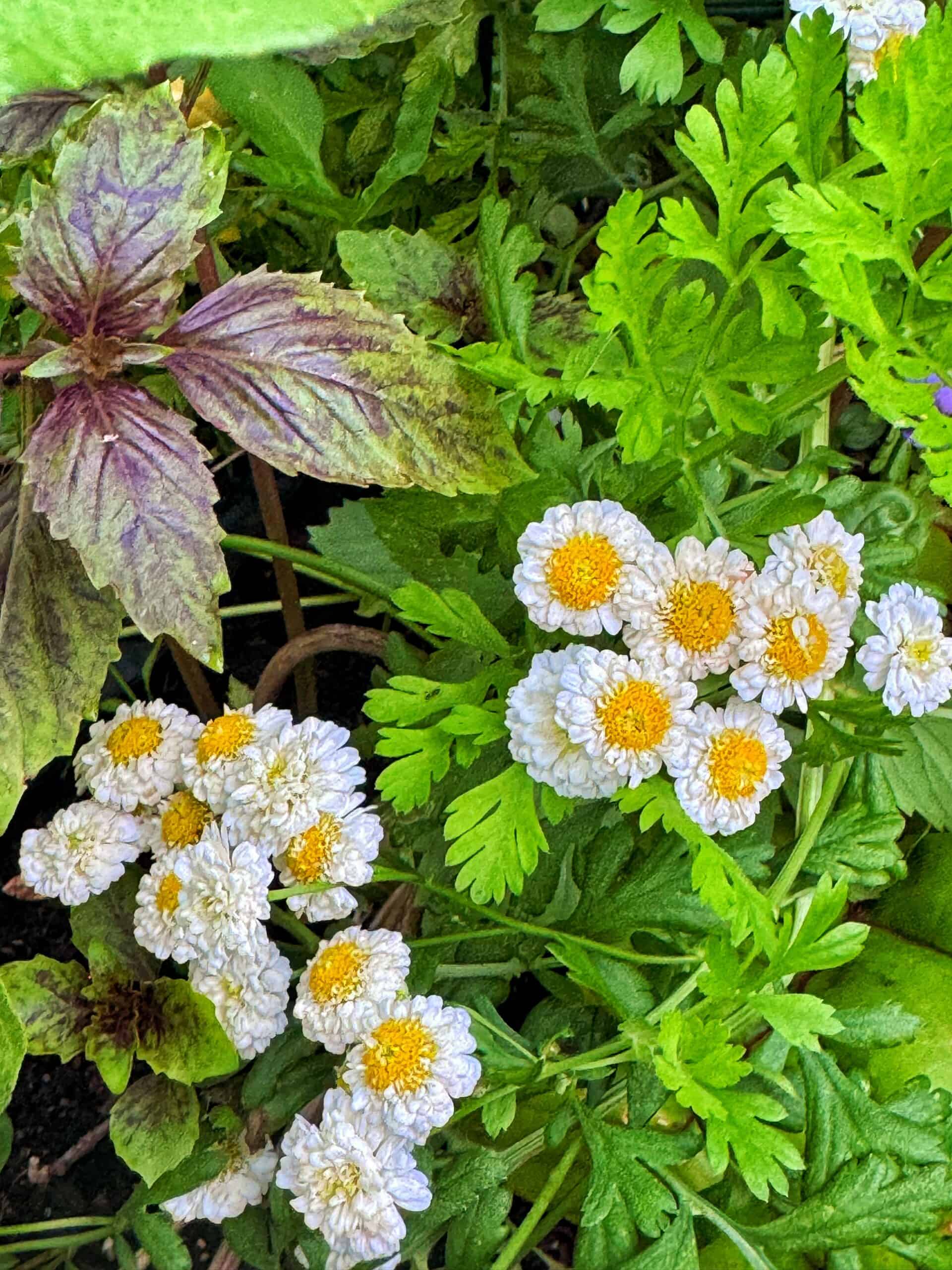 A cluster of small white flowers with yellow centers is surrounded by green leaves. Purple-veined, green leaves are visible in the upper left corner. The scene appears to be a garden or outdoor plant bed.