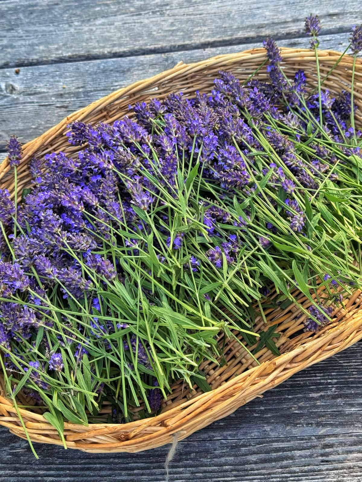 A woven basket filled with freshly picked lavender stems, displaying vibrant purple flowers and green leaves, resting on a rustic wooden surface.