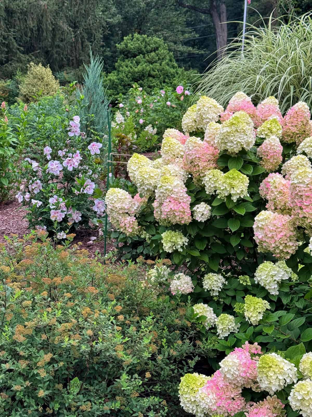 A lush garden with blooming hydrangeas in shades of white, green, and pink in the foreground, and additional flowering plants and greenery in the background.