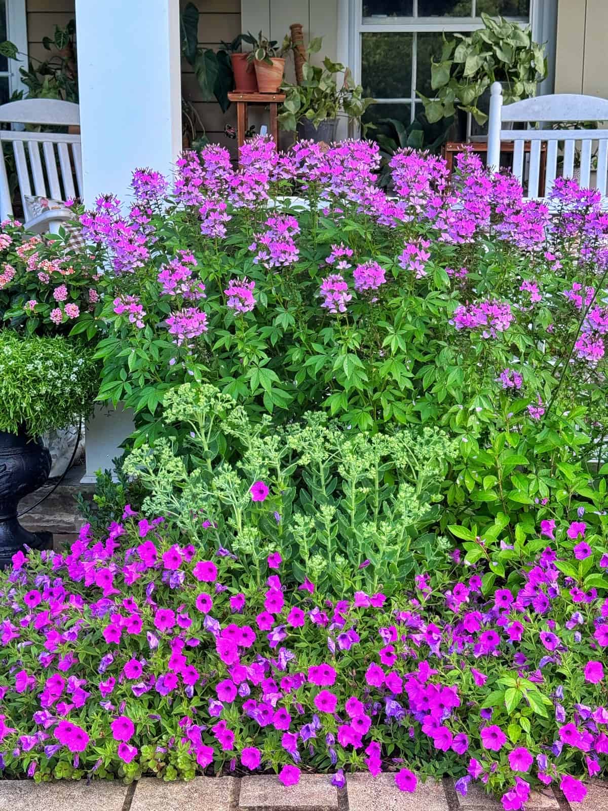 Vibrant pink and purple flowers bloom in a lush garden bed in front of a porch with potted plants, white chairs, and a window in the background.