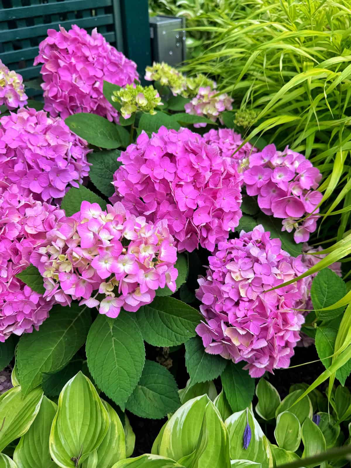 Bright pink hydrangea flowers are blooming among green leaves and grasses in a garden setting.