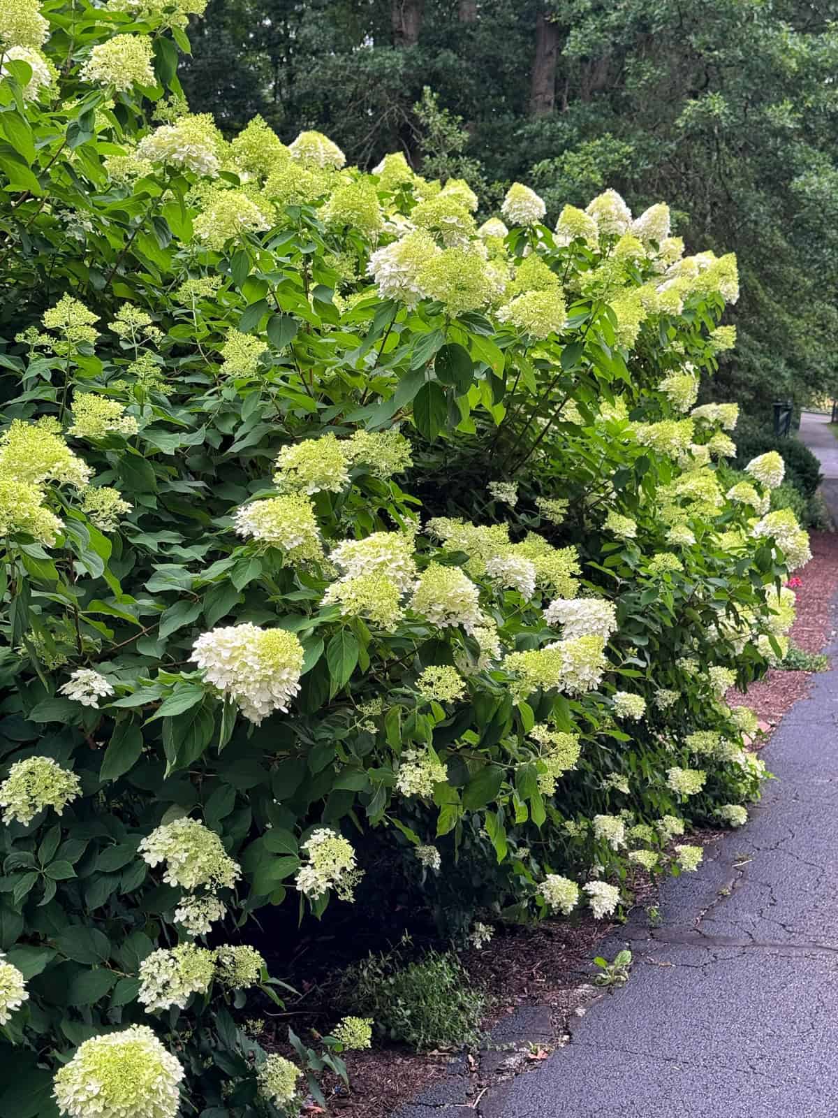 Large bush with clusters of pale green and white flowers beside a paved pathway, surrounded by green trees and plants.