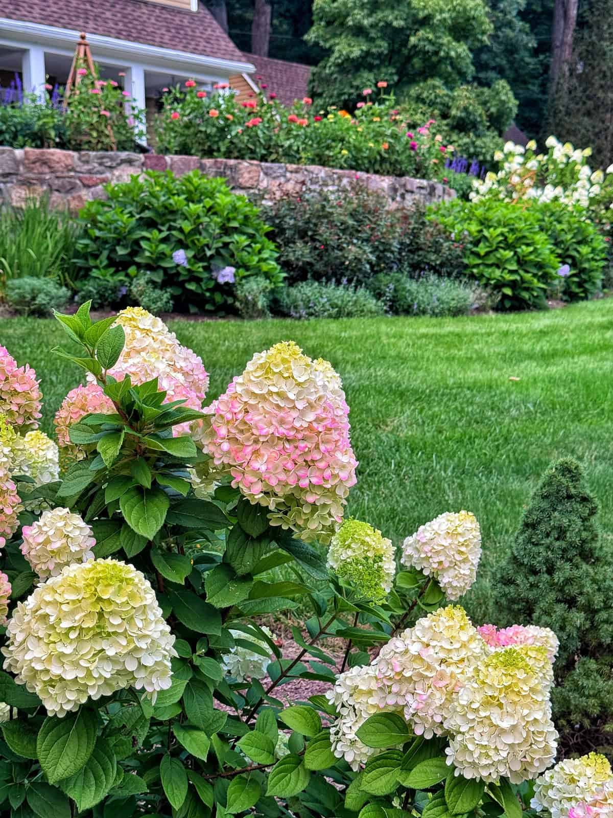 Hydrangea bushes with pink and cream blooms in a lush green garden, with a stone wall, trimmed lawn, and a house with a porch and colorful flowers in the background.