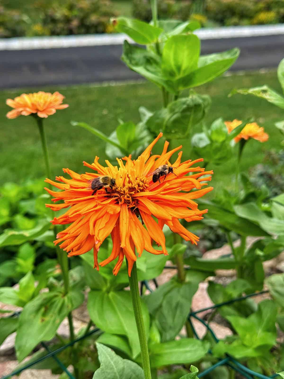 Two bees collecting nectar from a vibrant orange flower in a garden, with green leaves and more orange flowers in the background. A road is visible in the distance.