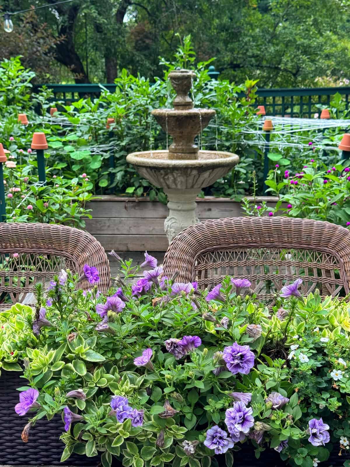 Purple flowers in a planter sit in front of wicker chairs, with a tiered stone fountain and lush green garden in the background. Orange pots line a raised bed behind the fountain.