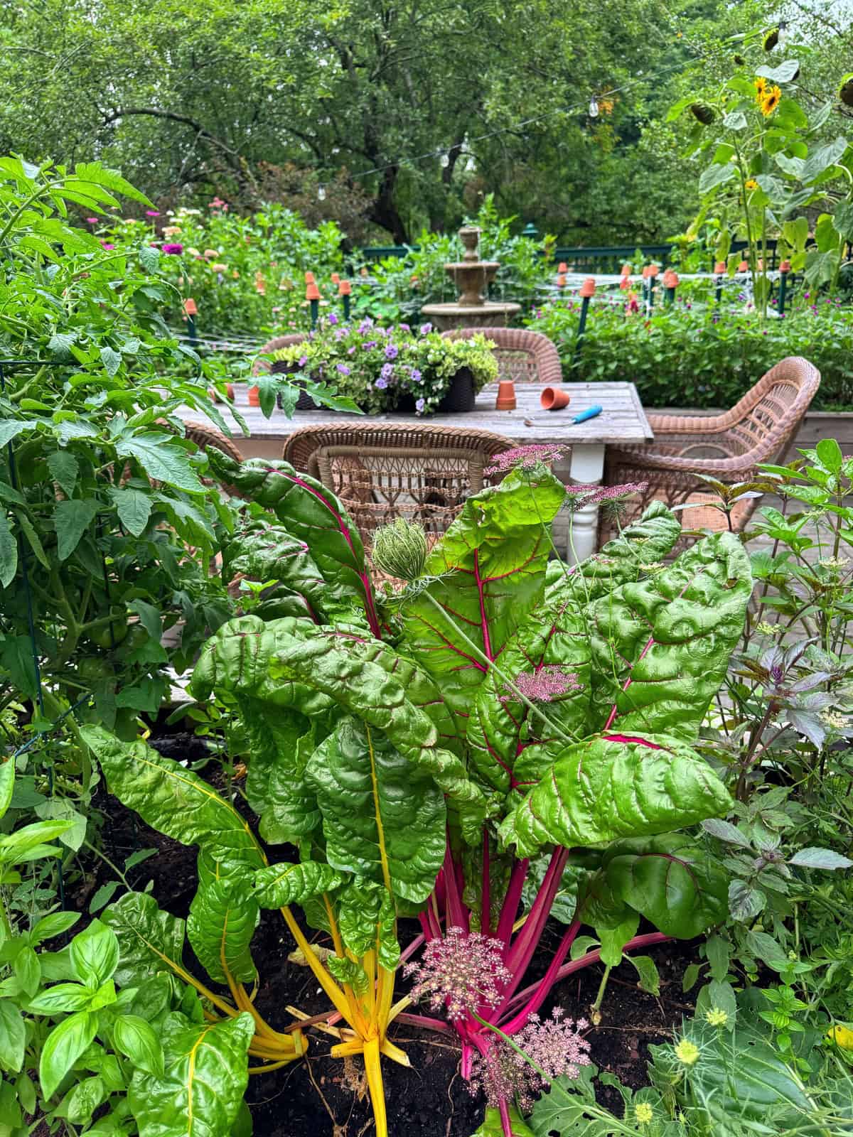 A lush garden with leafy greens and herbs in the foreground, and a table with wicker chairs, potted plants, and a fountain in the background, surrounded by greenery.