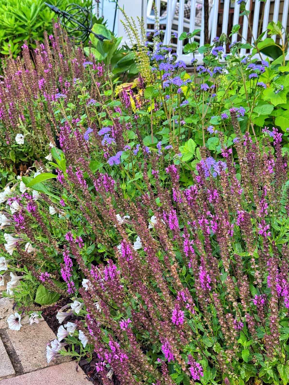 A vibrant garden bed with tall purple and violet flowers, green foliage, white petunias, and a white porch railing in the background.